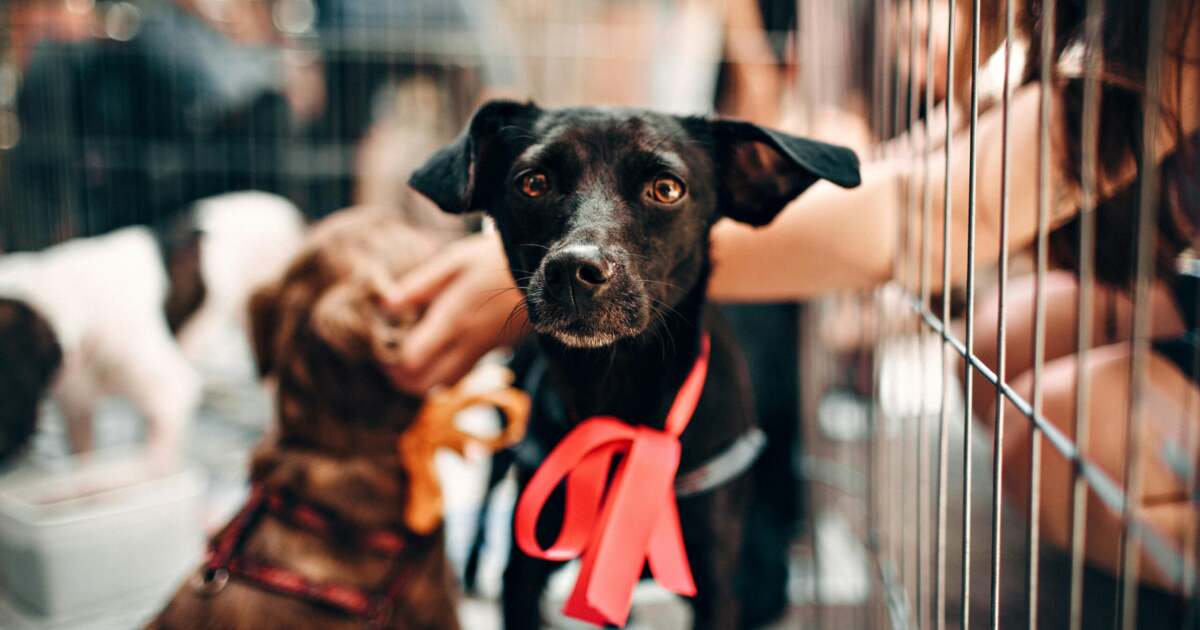 Târg de adopții pentru animale fără stăpân în apropiere de Timișoara. Târg de adopții pentru animale fără stăpân în apropiere de Timișoara.