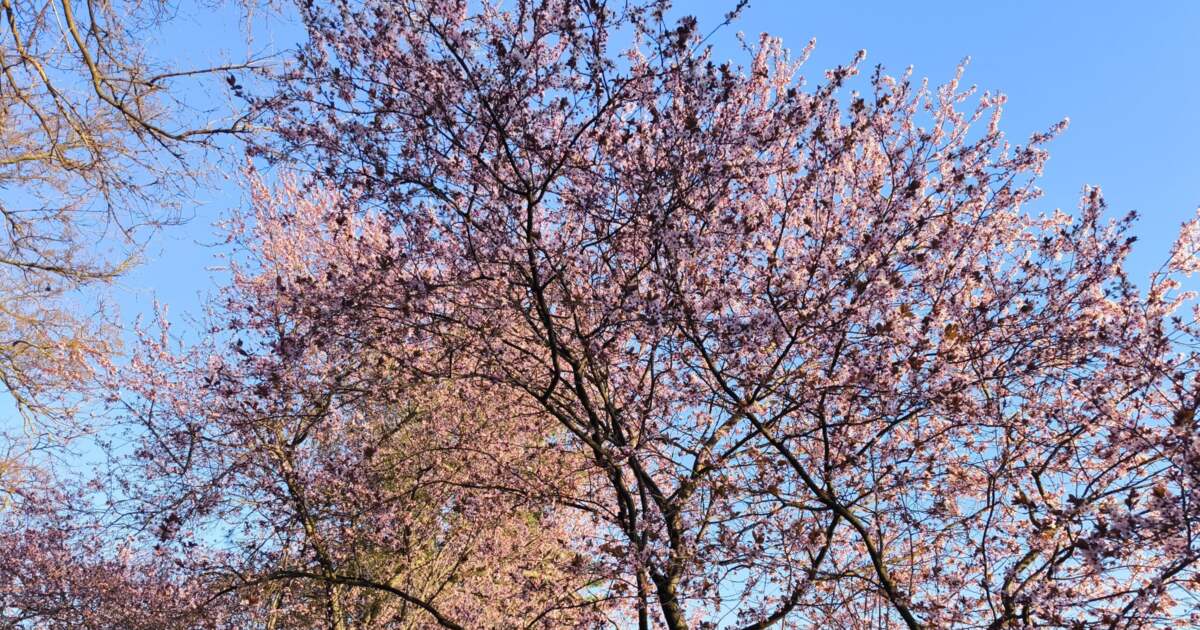 Evenimente de neratat în Timișoara pe 4 aprilie 2025 Evenimente de neratat în Timișoara pe 4 aprilie 2025