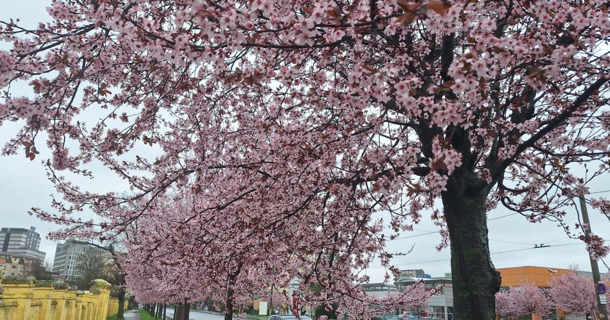 Evenimente de neratat astăzi în Timișoara, 18 martie 2025 Evenimente de neratat astăzi în Timișoara, 18 martie 2025