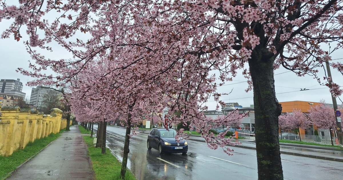 Variatia temperaturilor in Banat: de la scadere la crestere in mijlocul saptamanii Variatia temperaturilor in Banat: de la scadere la crestere in mijlocul saptamanii