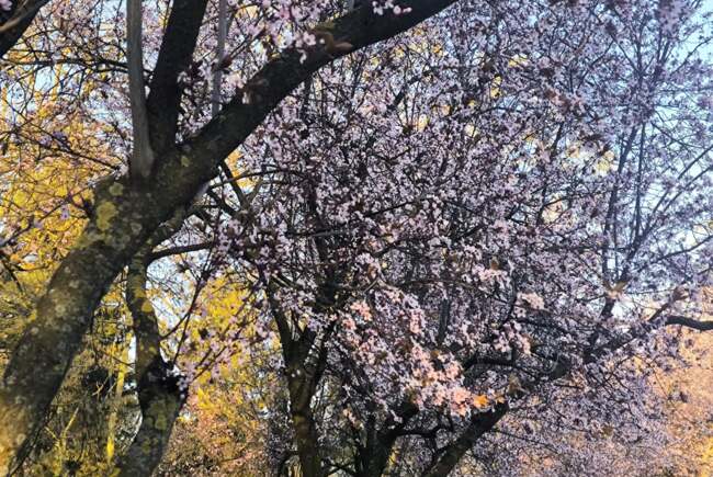 Poza pentru articolul Ce facem astăzi, 17 martie 2026, în Timișoara?