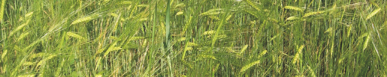 WhatsApp Image 2025-03-18 at 11.25.39 (2)