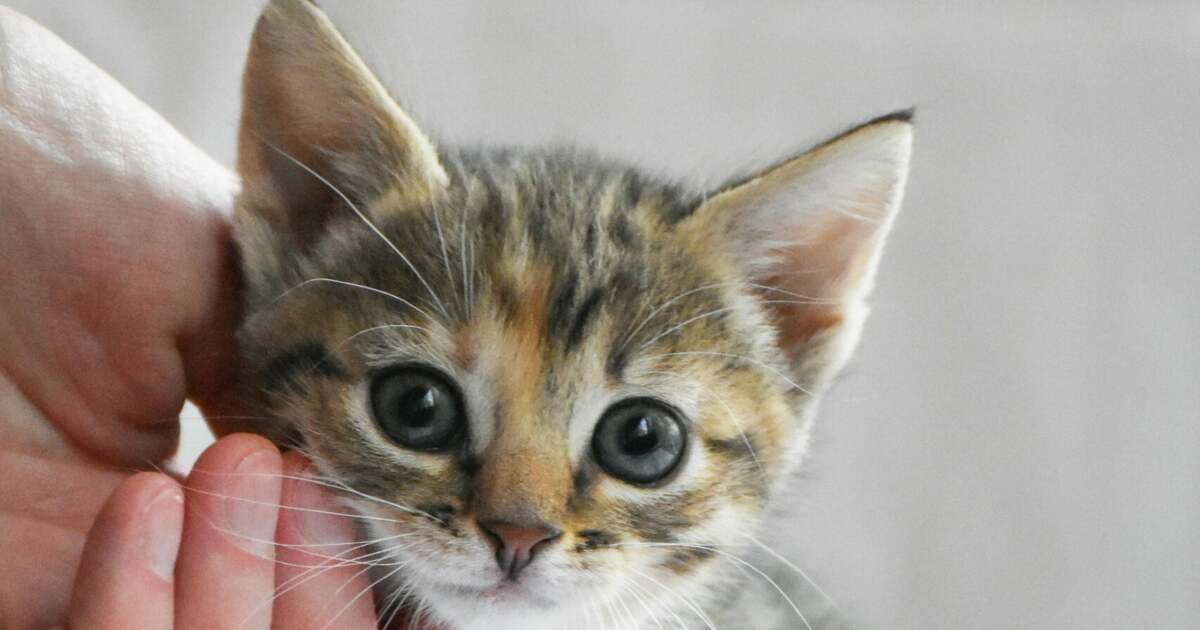 Începând din 2026, elevii ar putea avea „Ora despre animale” în școli Începând din 2026, elevii ar putea avea „Ora despre animale” în școli