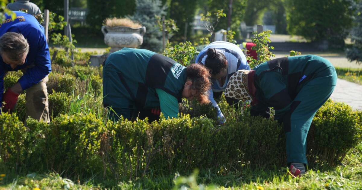 Horticultura păstrează spațiile verzi din centrul orașului printr-un nou contract. Horticultura păstrează spațiile verzi din centrul orașului printr-un nou contract.