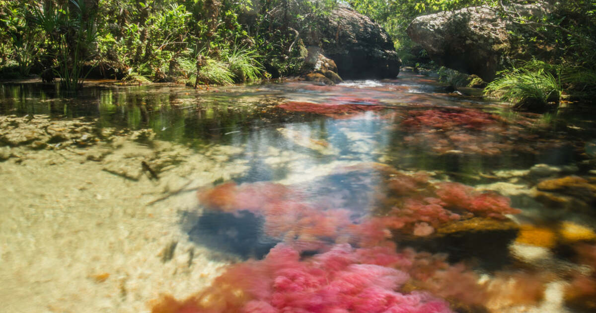FOTO: Râul Caño Cristales – o explozie de cinci culori uimitoare FOTO: Râul Caño Cristales – o explozie de cinci culori uimitoare