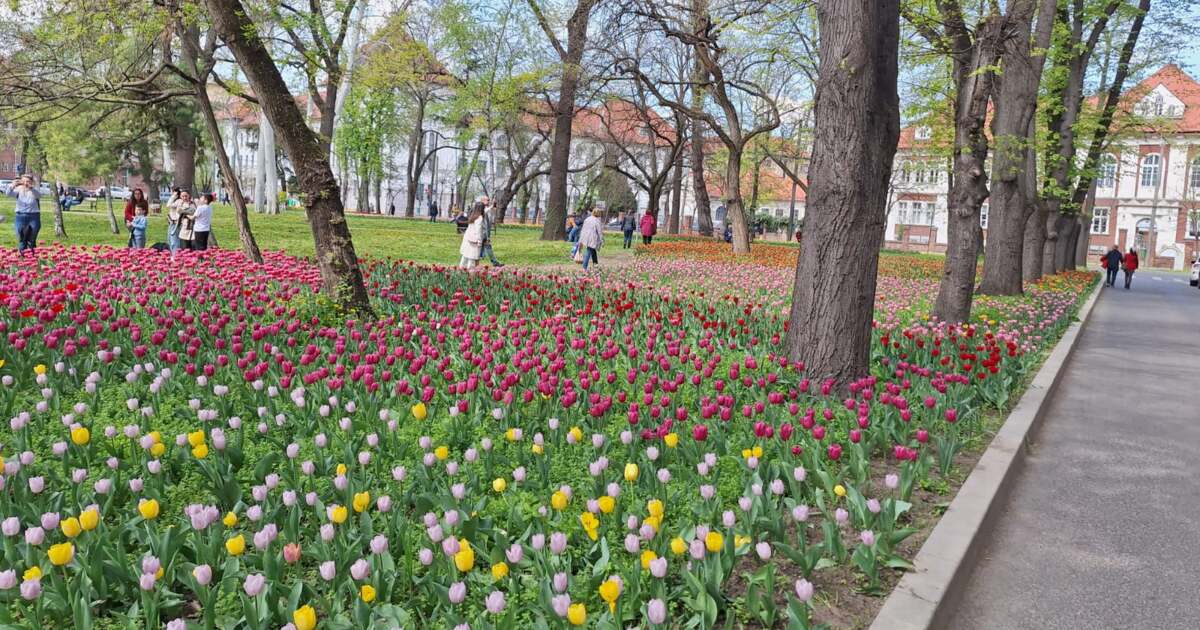 Evenimente deosebite în Timișoara pe data de 15 aprilie 2025 Evenimente deosebite în Timișoara pe data de 15 aprilie 2025