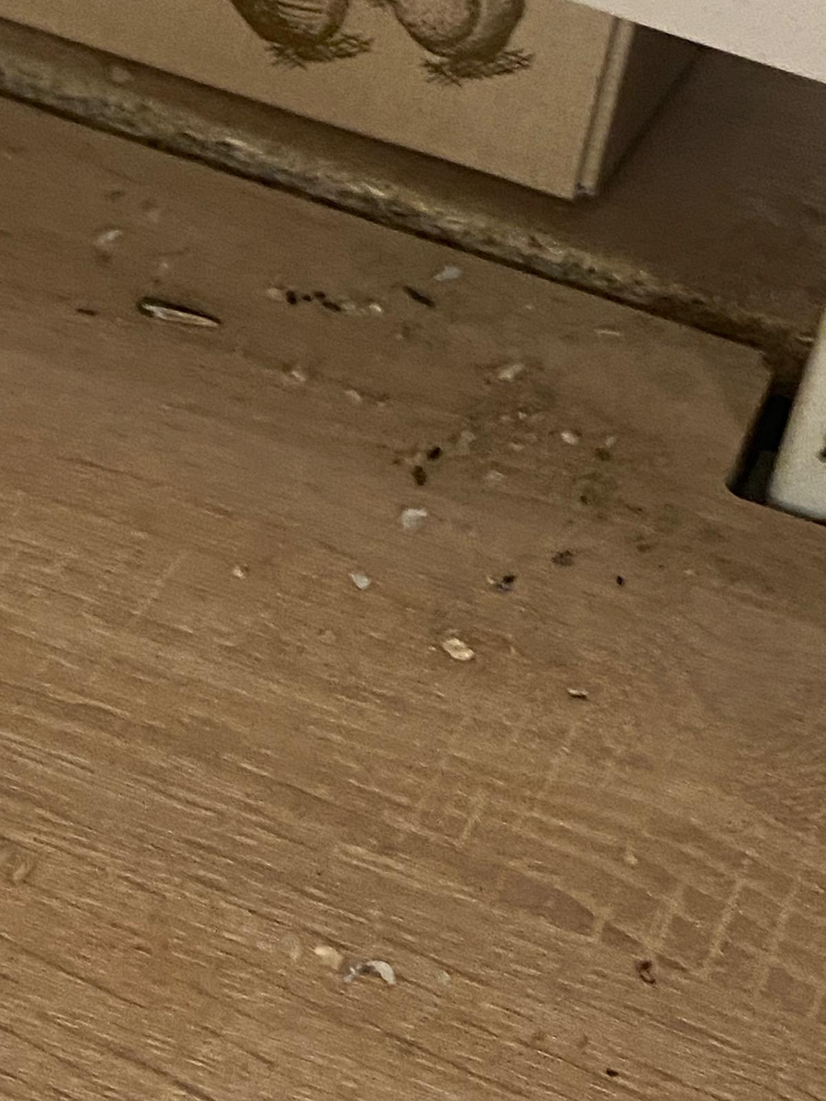 control opc soareci (1)