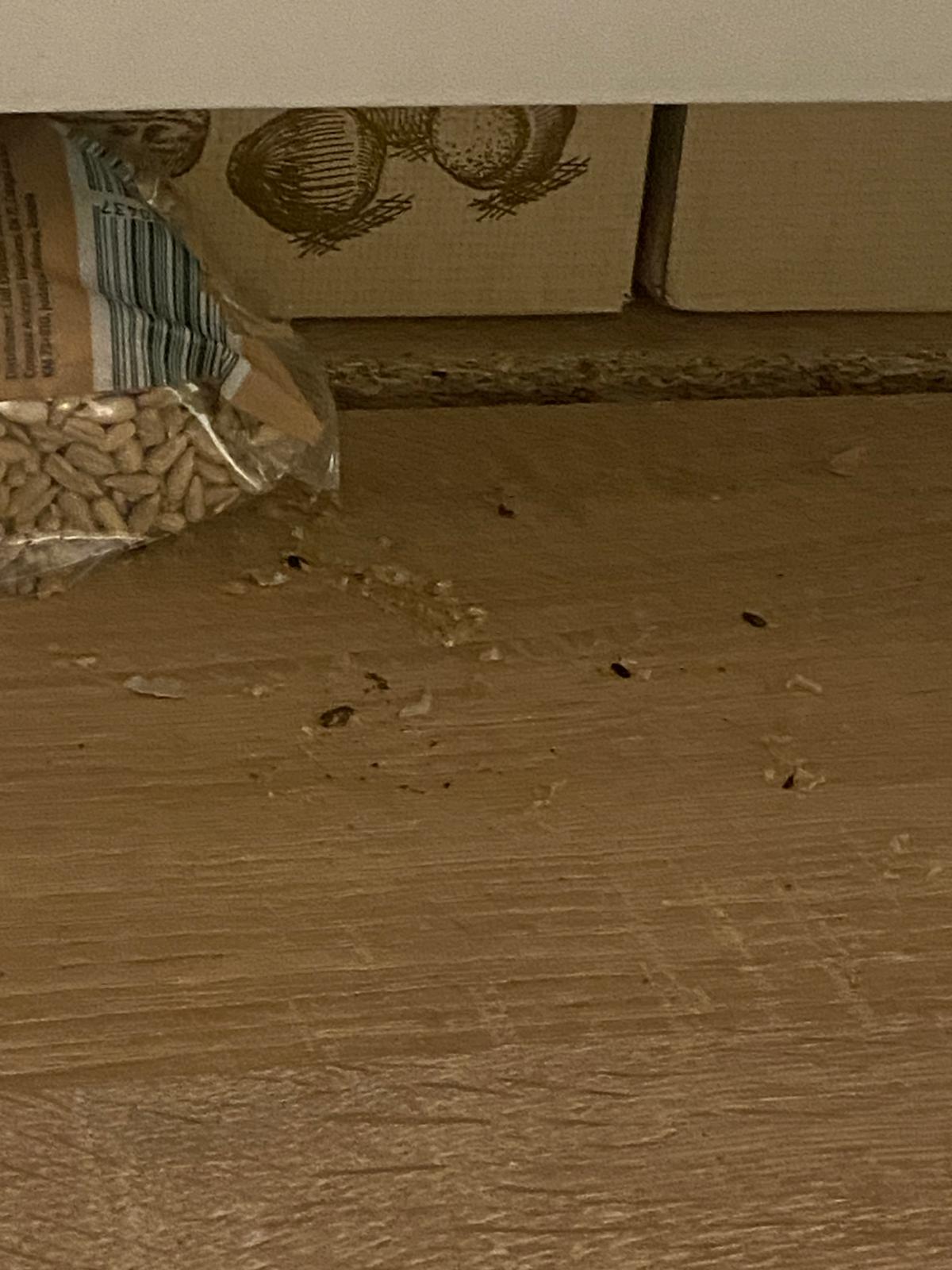 control opc soareci (5)