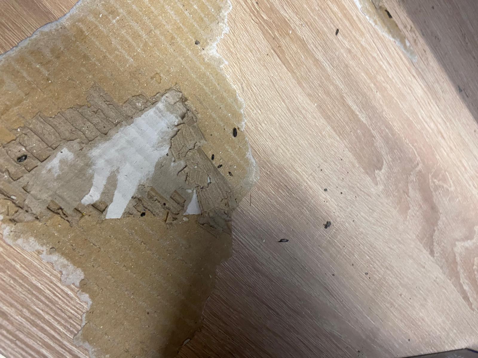 control opc soareci (6)