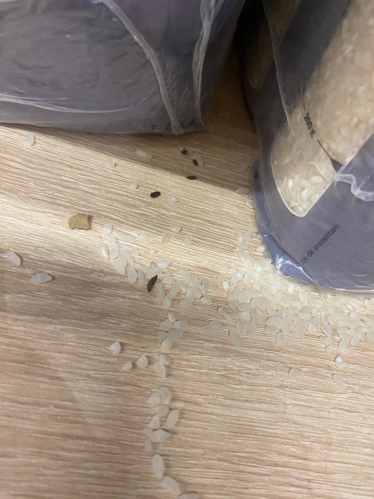 control opc soareci (7)