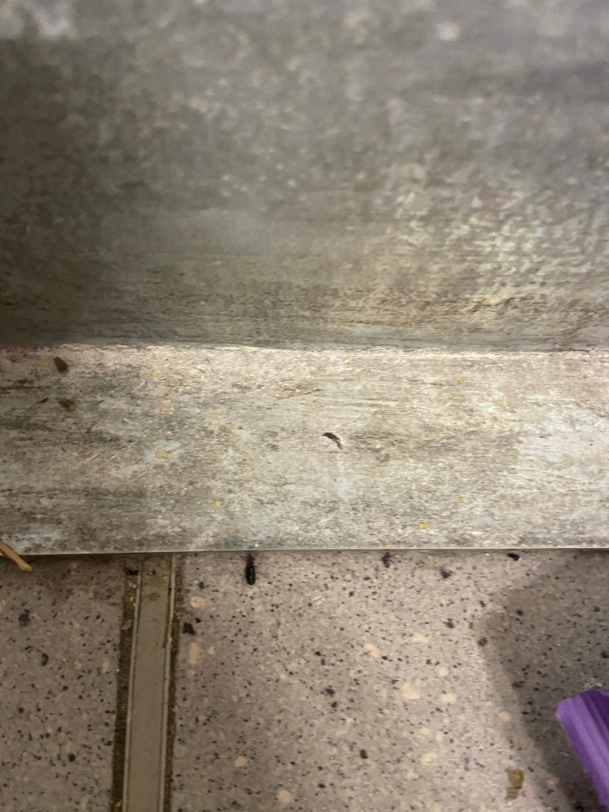 control opc soareci (13)