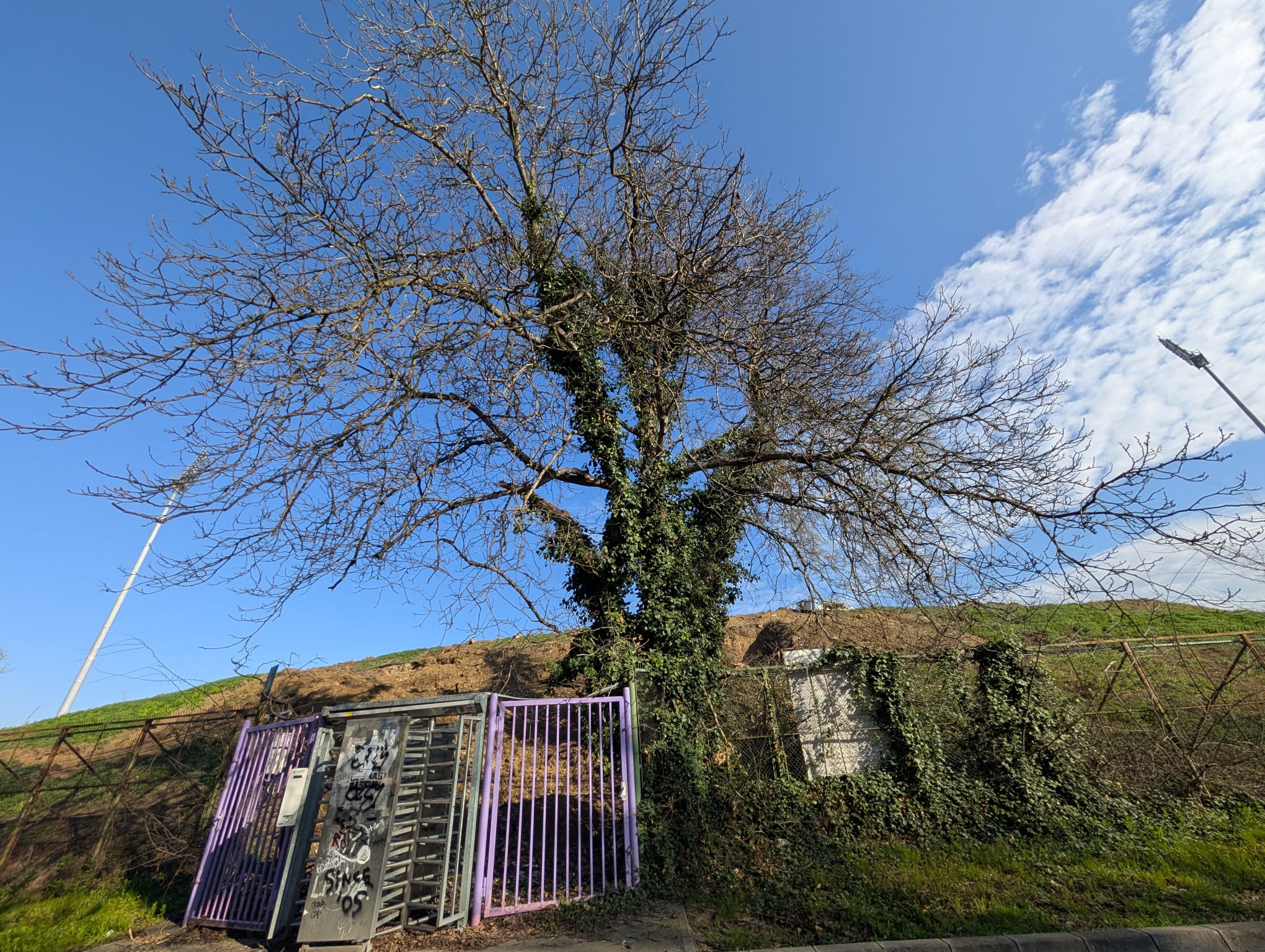 stadion dan paltinisanu (4)