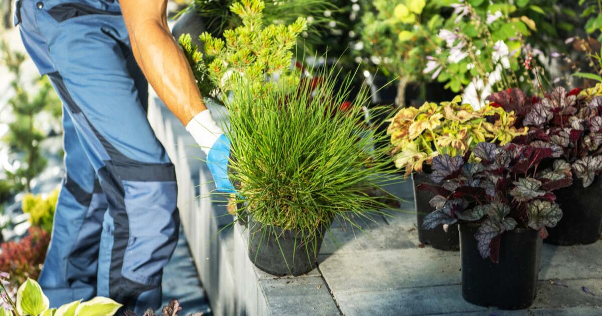 Adevărul despre plantele ieftine: ce se ascunde în spatele prețurilor reduse? Adevărul despre plantele ieftine: ce se ascunde în spatele prețurilor reduse?