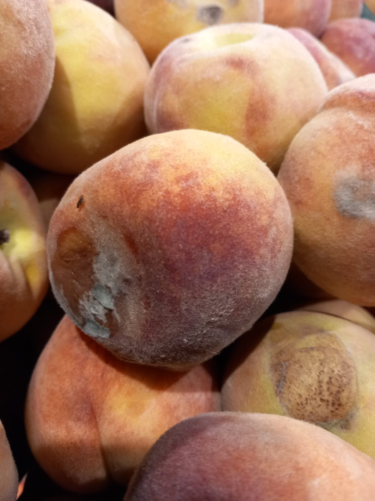 WhatsApp Image 2025-06-05 at 13.41.03 (5)