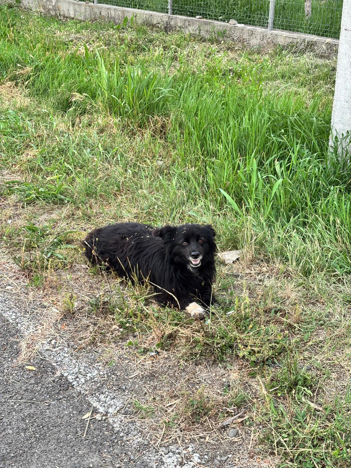 color the village grădinari 2025 (77)