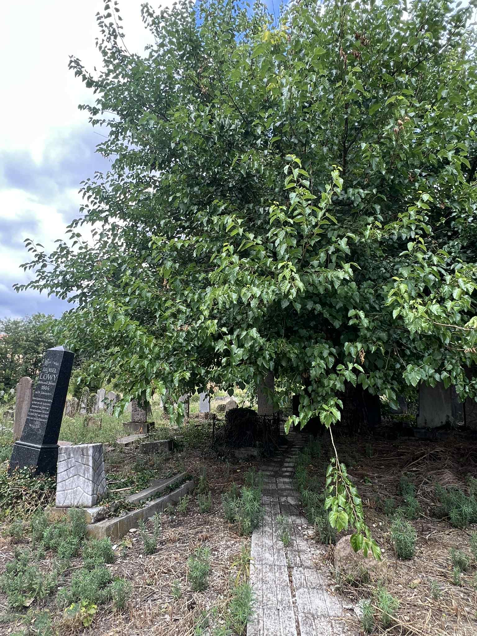 cimitirul evreiesc iulie 2025 (1)