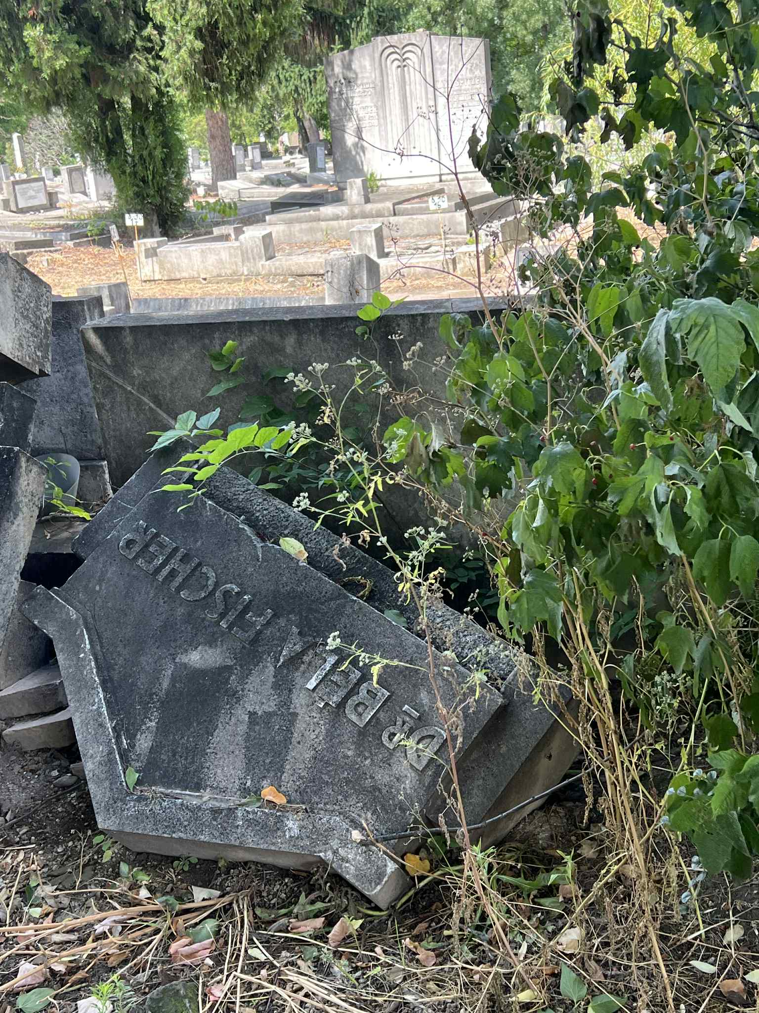 cimitirul evreiesc iulie 2025 (8)