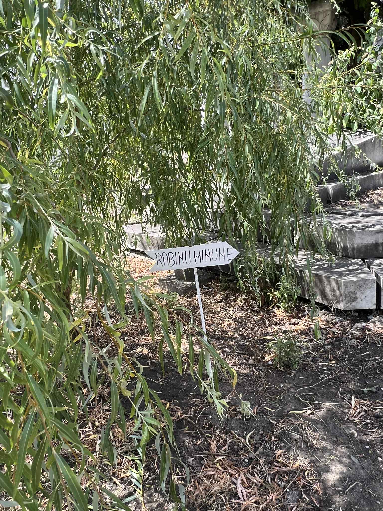 cimitirul evreiesc iulie 2025 (23)