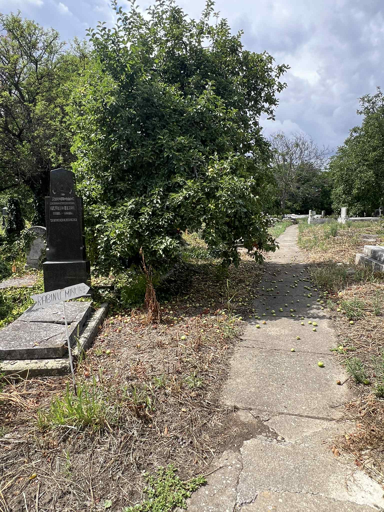 cimitirul evreiesc iulie 2025 (29)