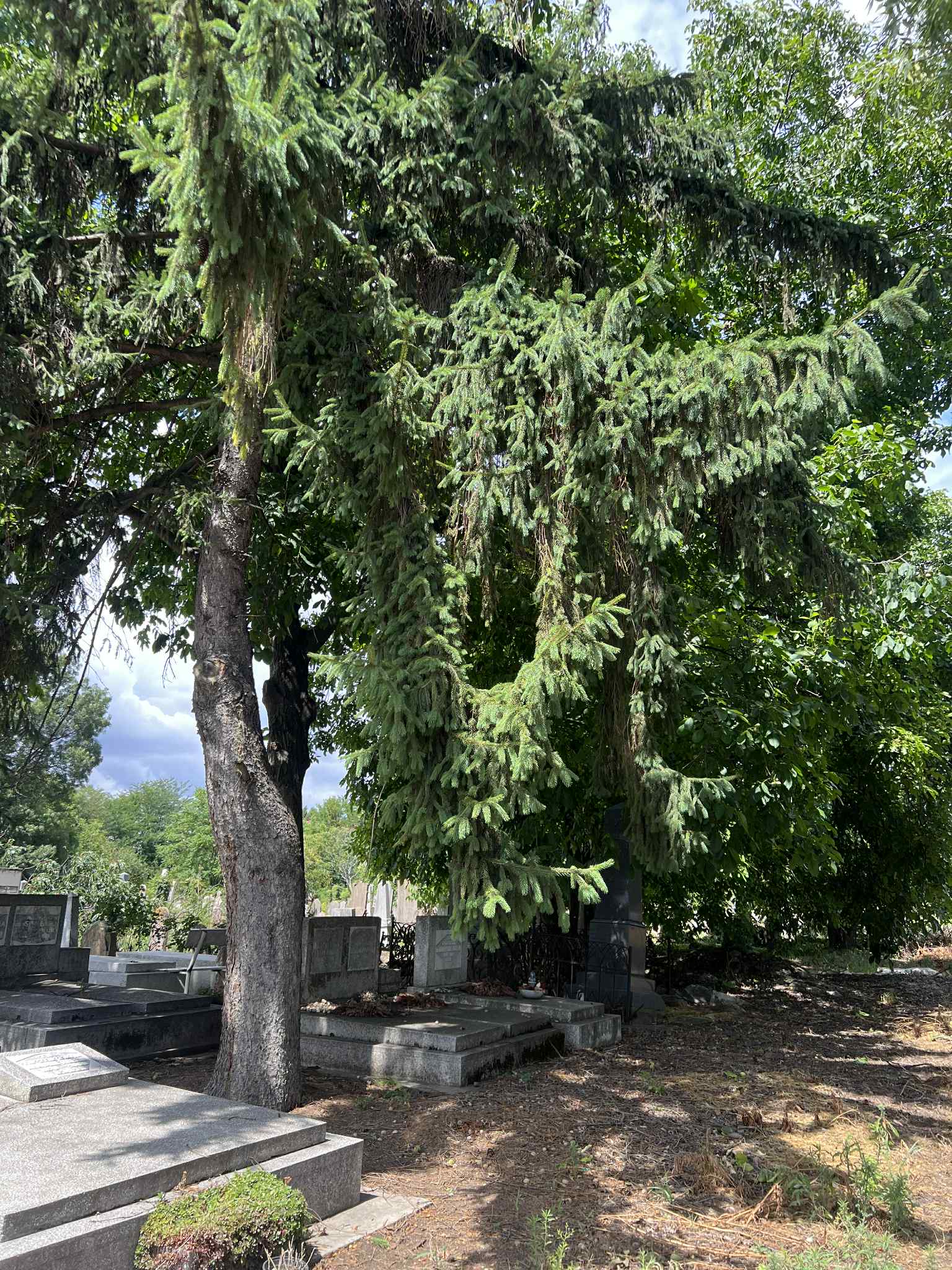 cimitirul evreiesc iulie 2025 (35)