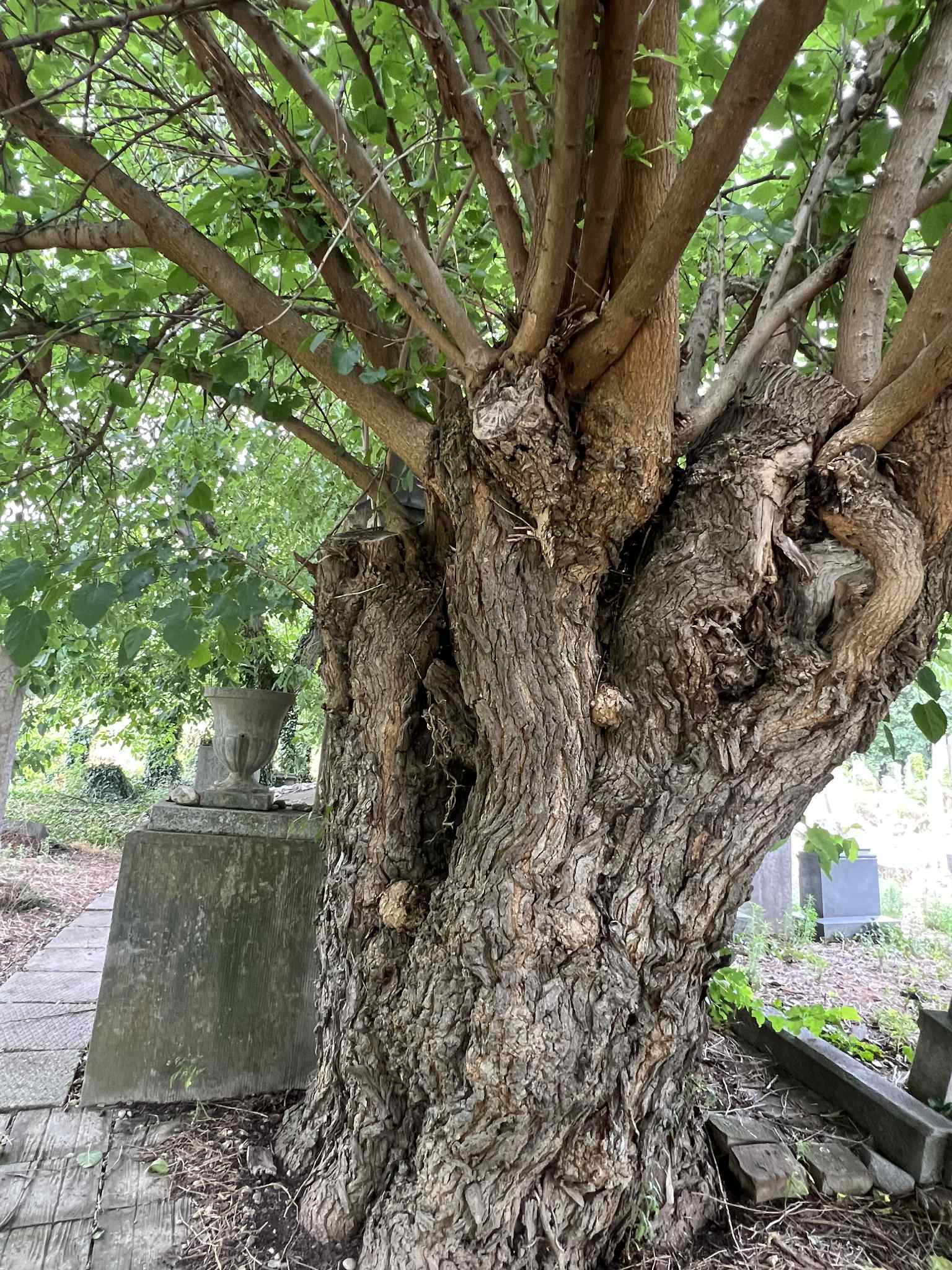 cimitirul evreiesc iulie 2025 (46)