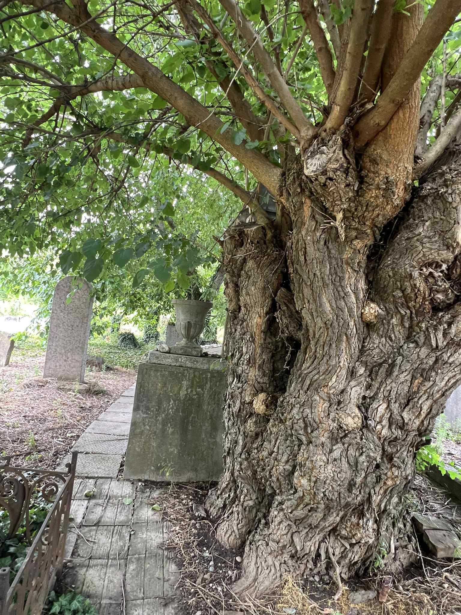 cimitirul evreiesc iulie 2025 (64)