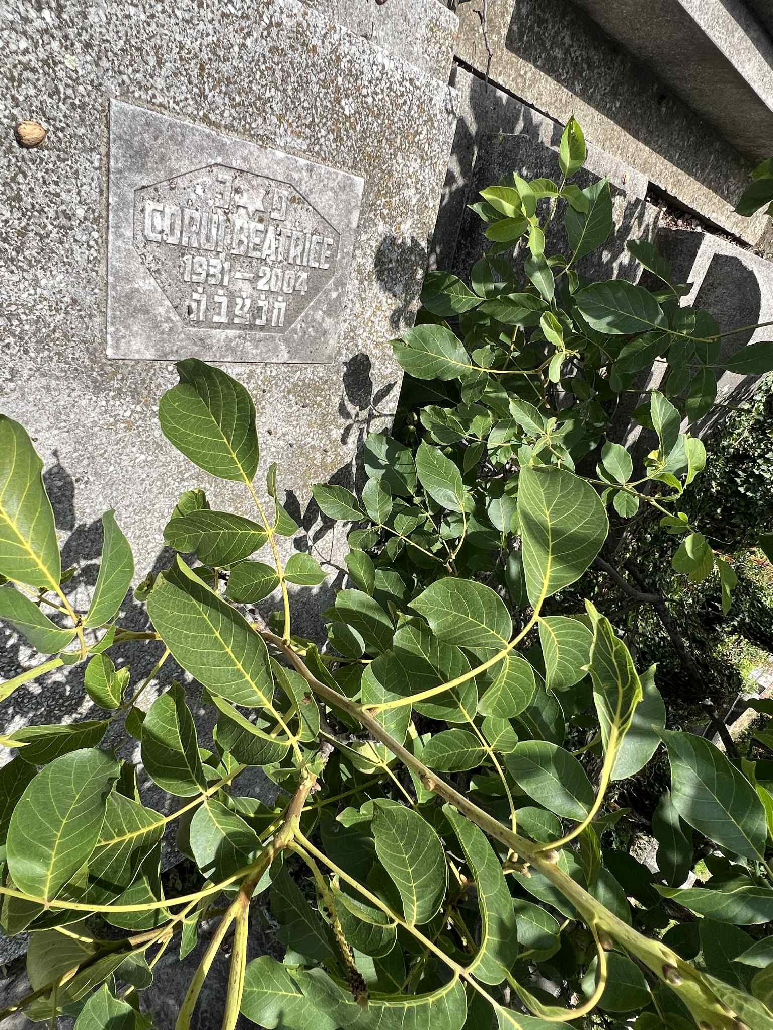 cimitirul evreiesc iulie 2025 (71)