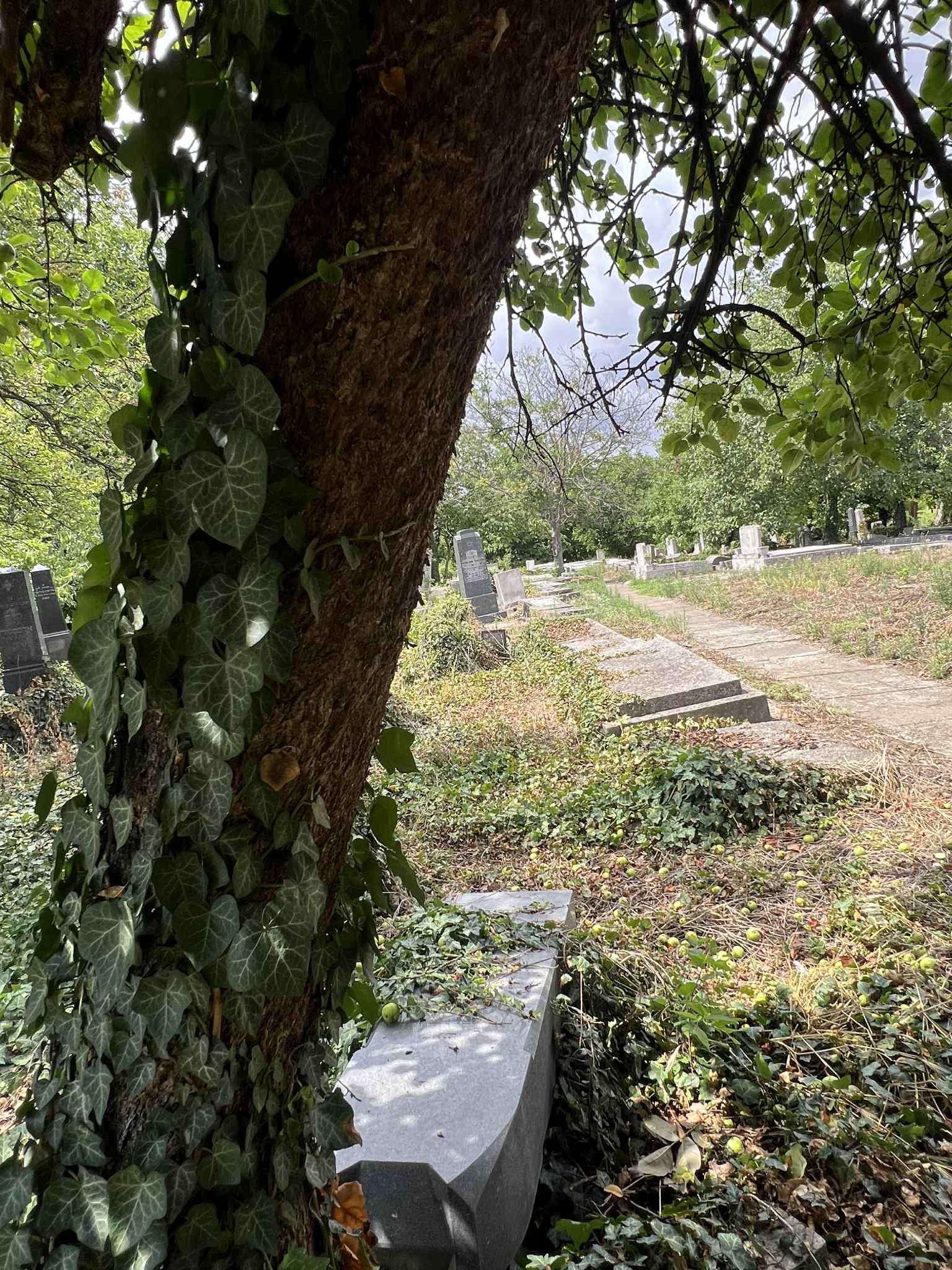 cimitirul evreiesc iulie 2025 (72)