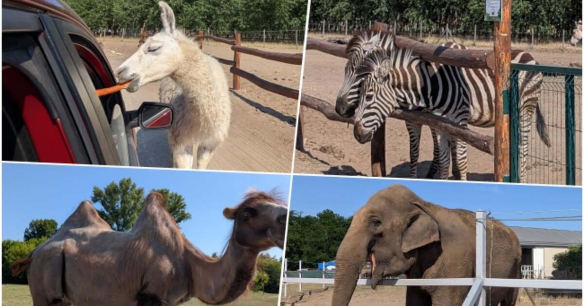 FOTO: Descoperă jungla mai aproape de tine la Safari Park Richter, atracția timișenilor!