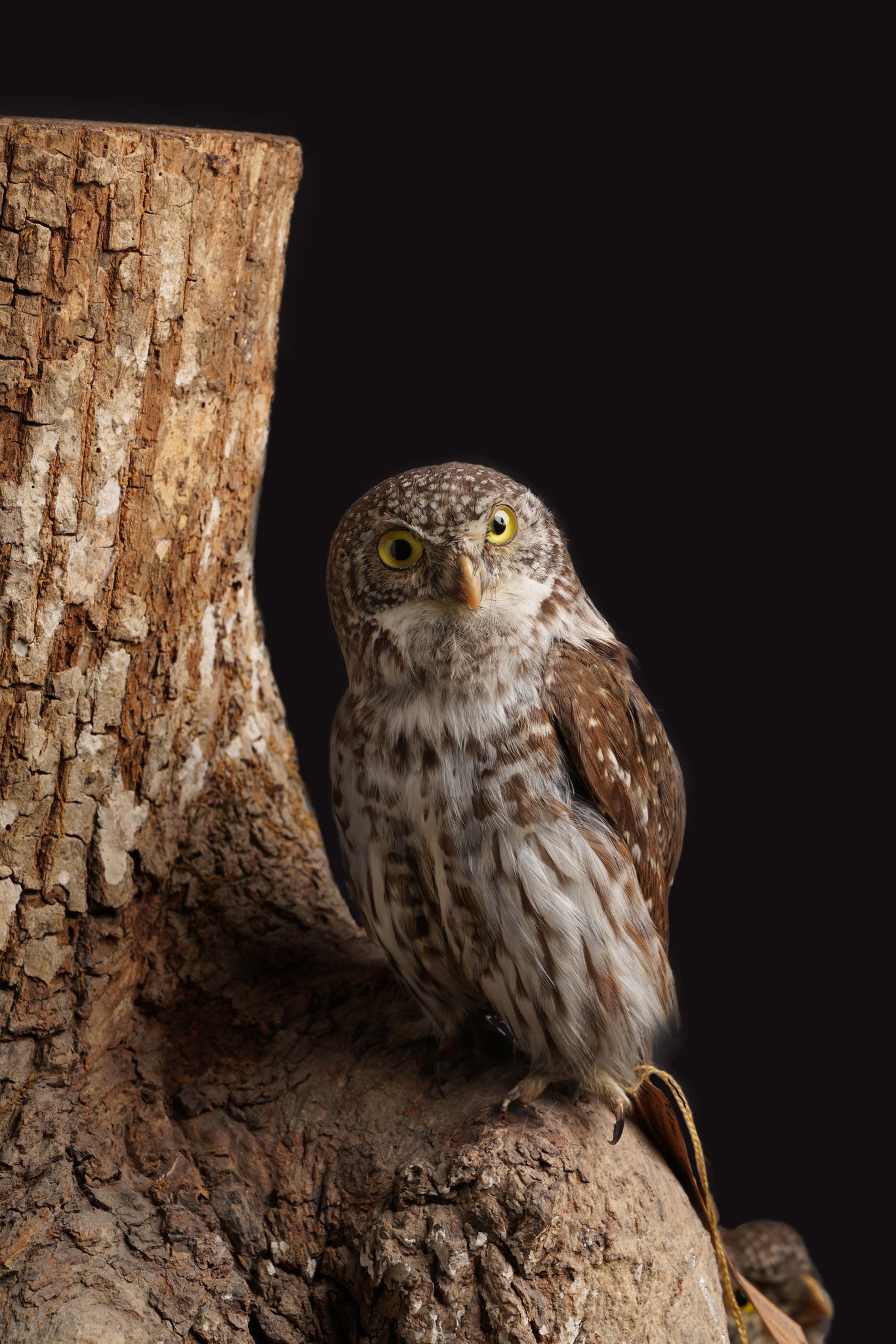 531331875_786023260607289_8821464544249694947_n