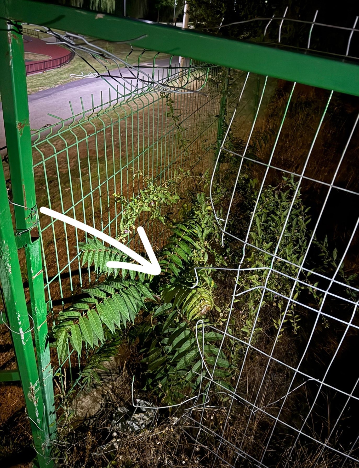 vandalizare Giarmata (3)