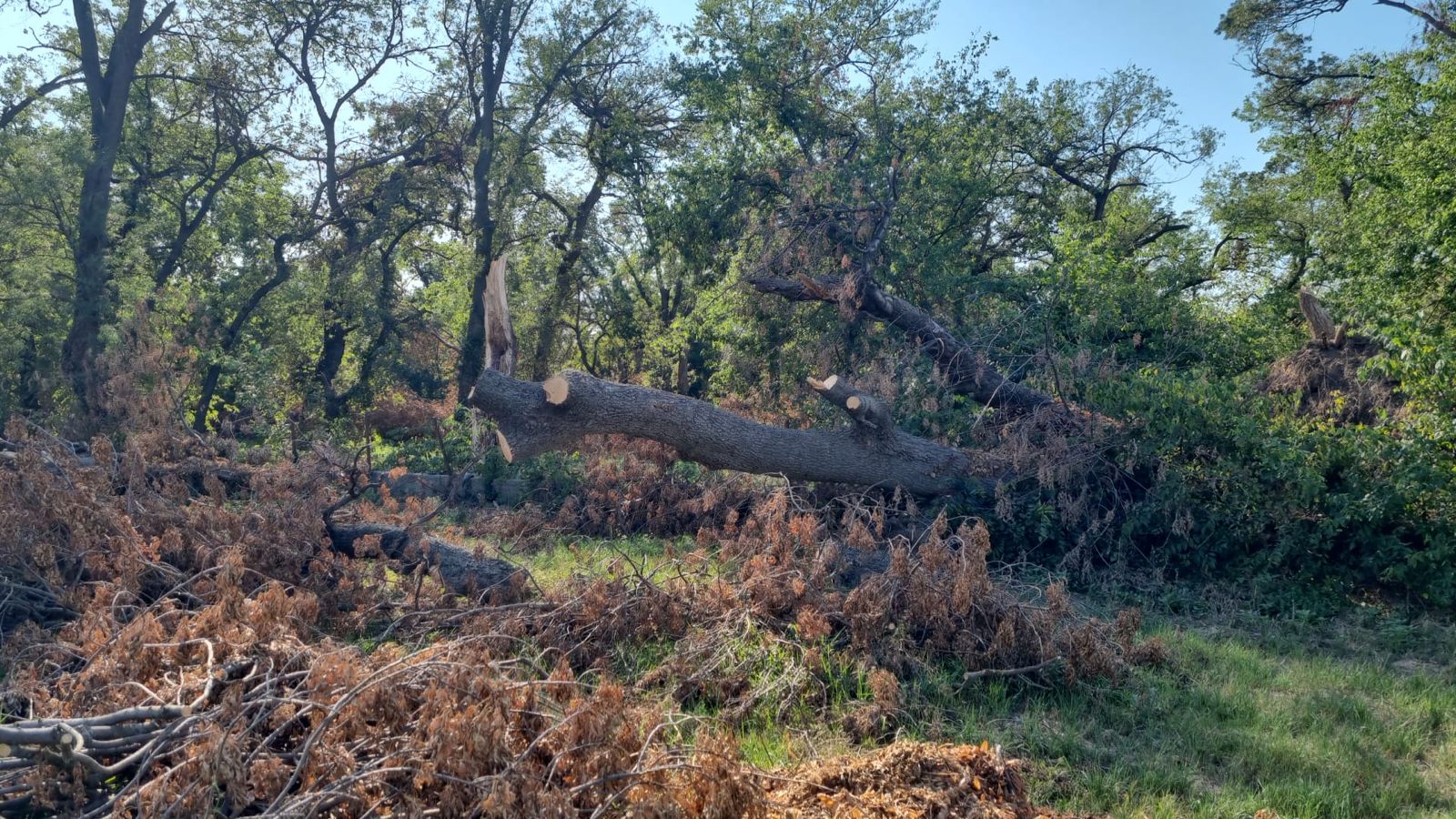 castel banloc dupa furtuna (2)