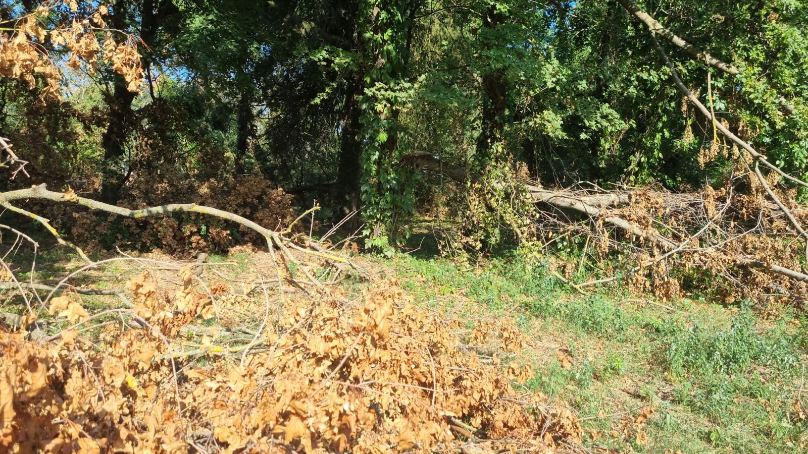 castel banloc dupa furtuna (4)