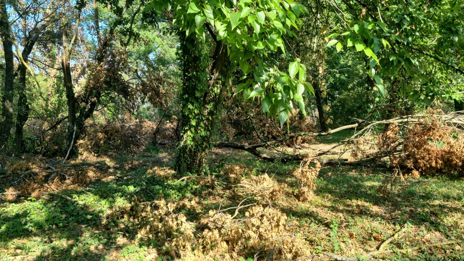 castel banloc dupa furtuna (5)