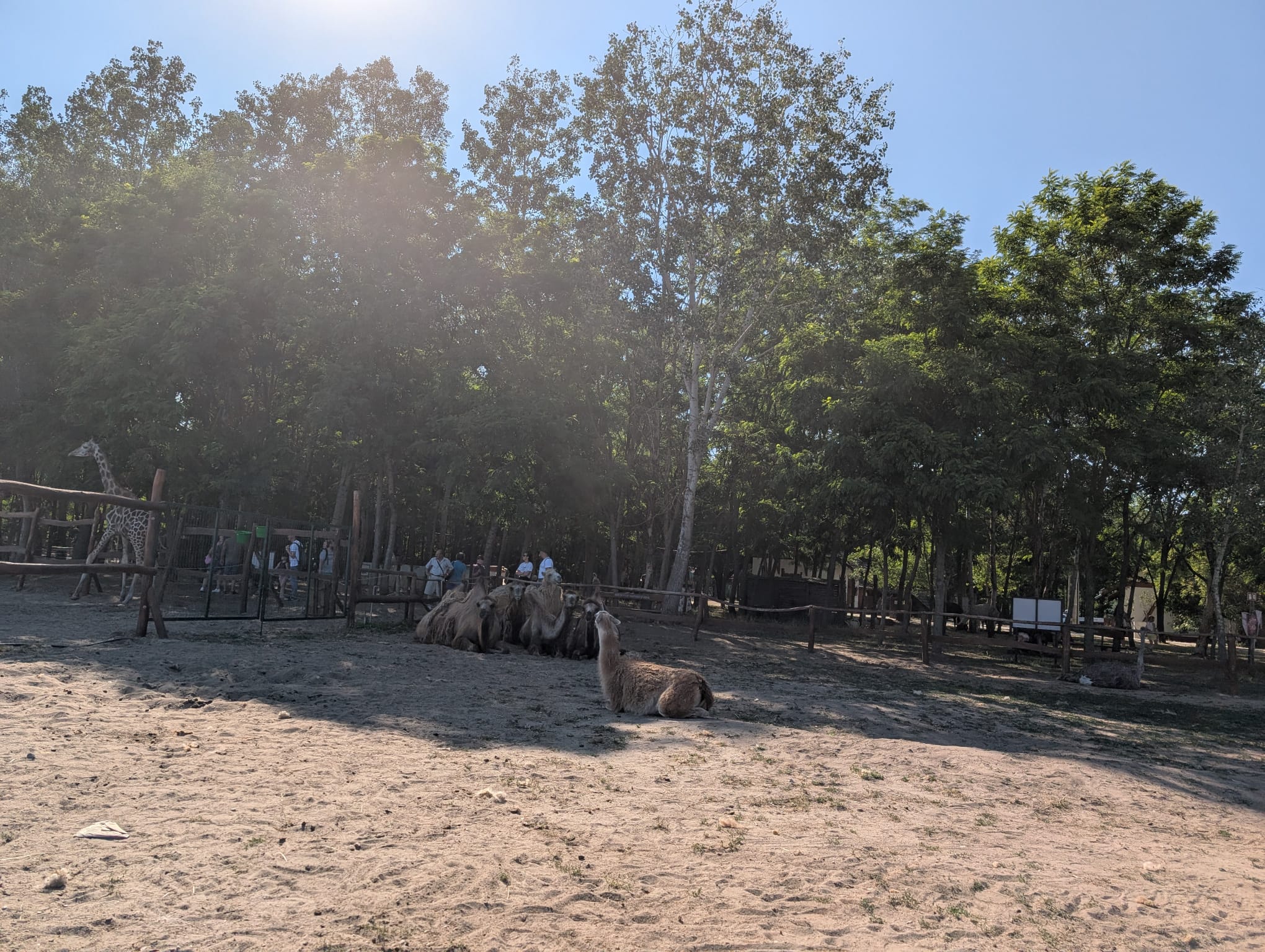 safari richter park (8)