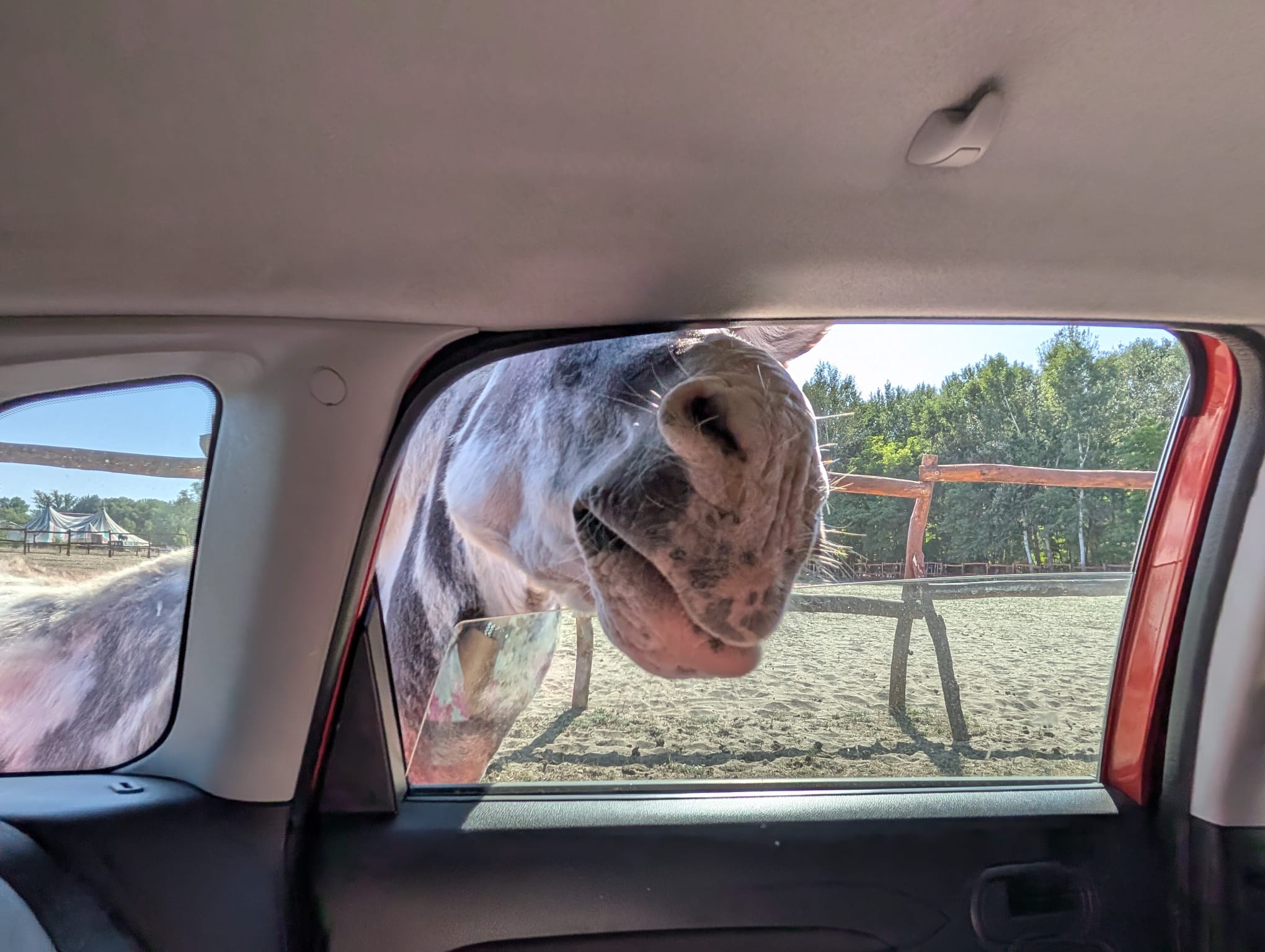 safari richter park (9)