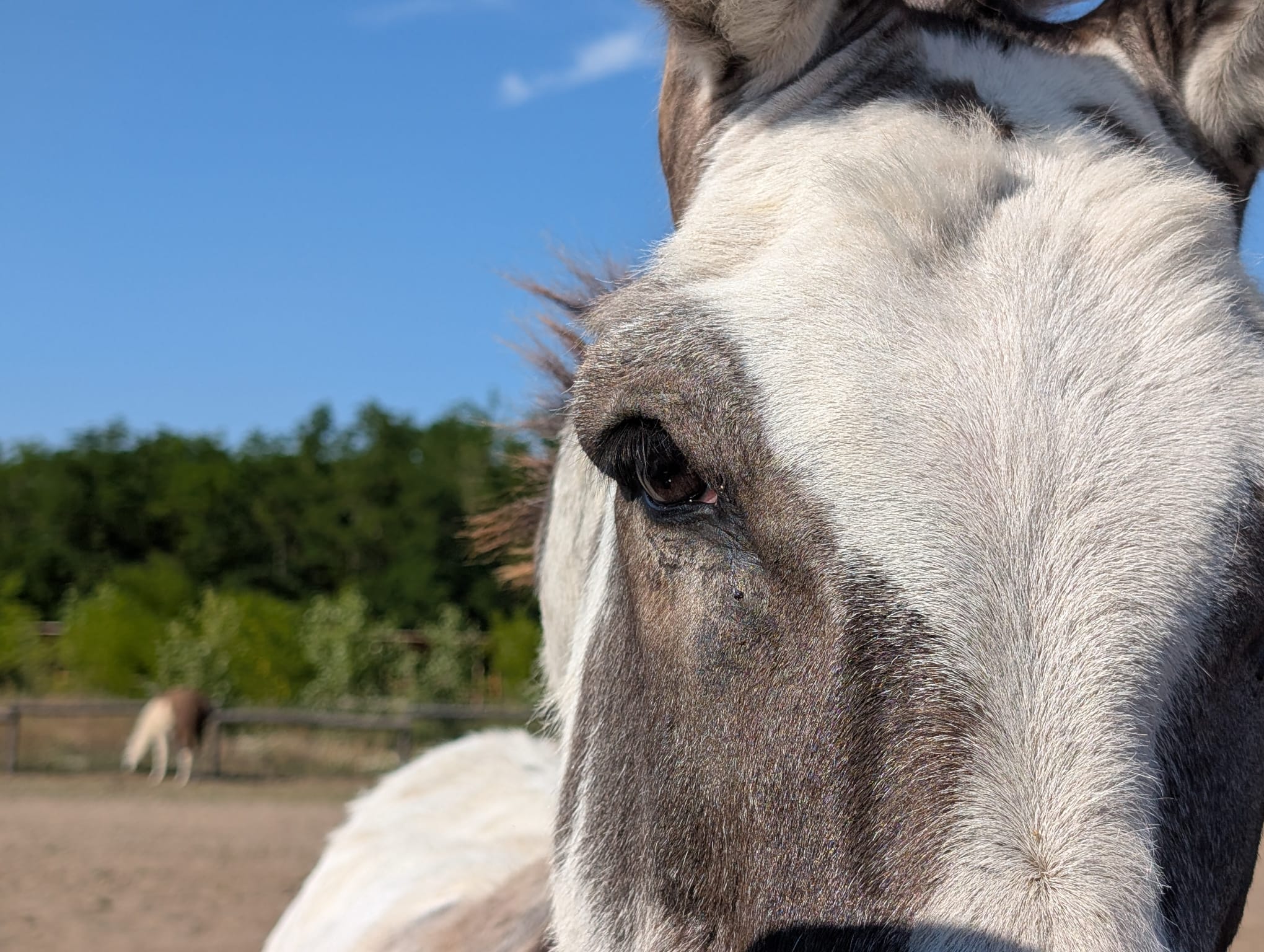 safari richter park (10)