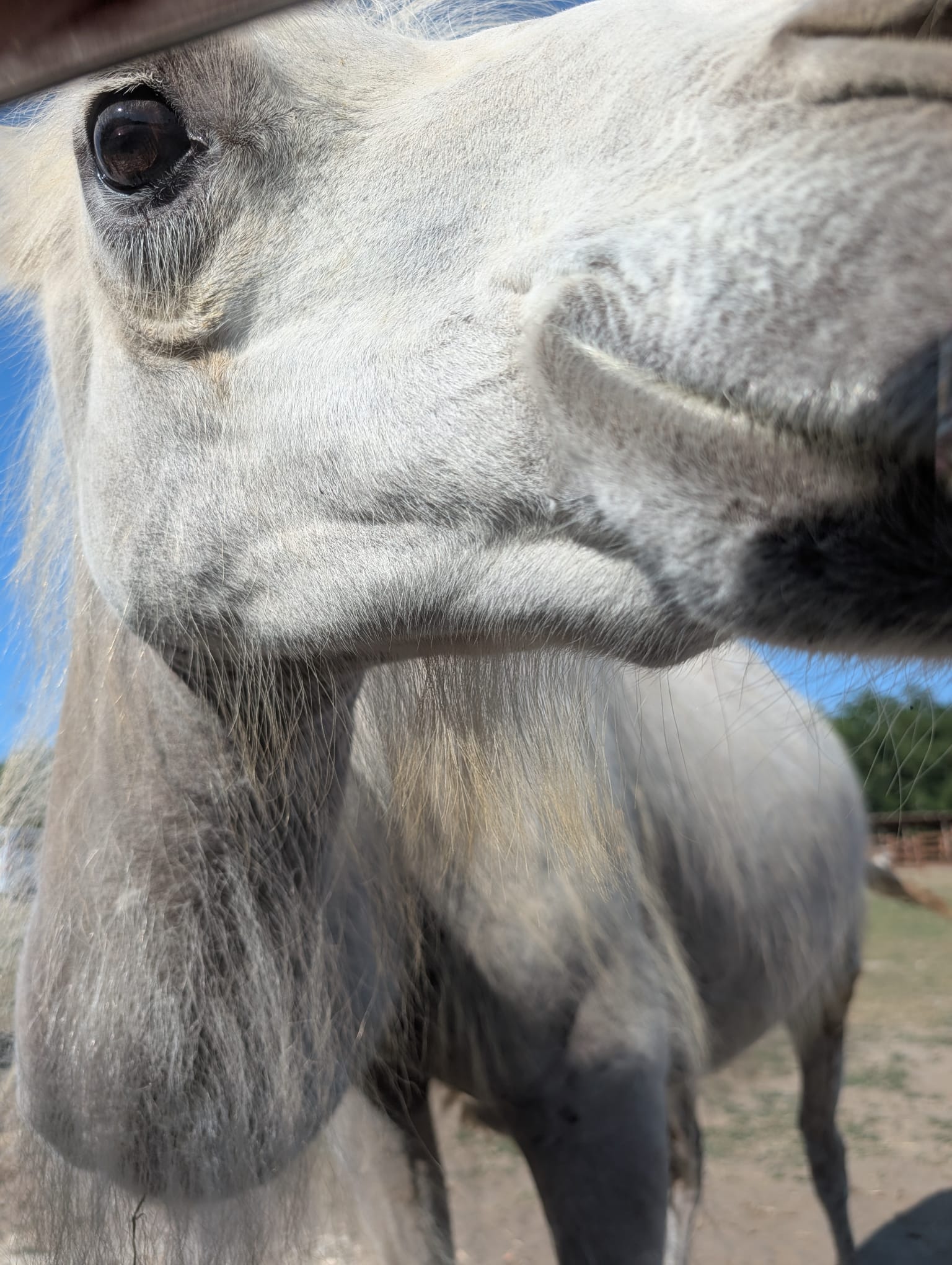 safari richter park (12)