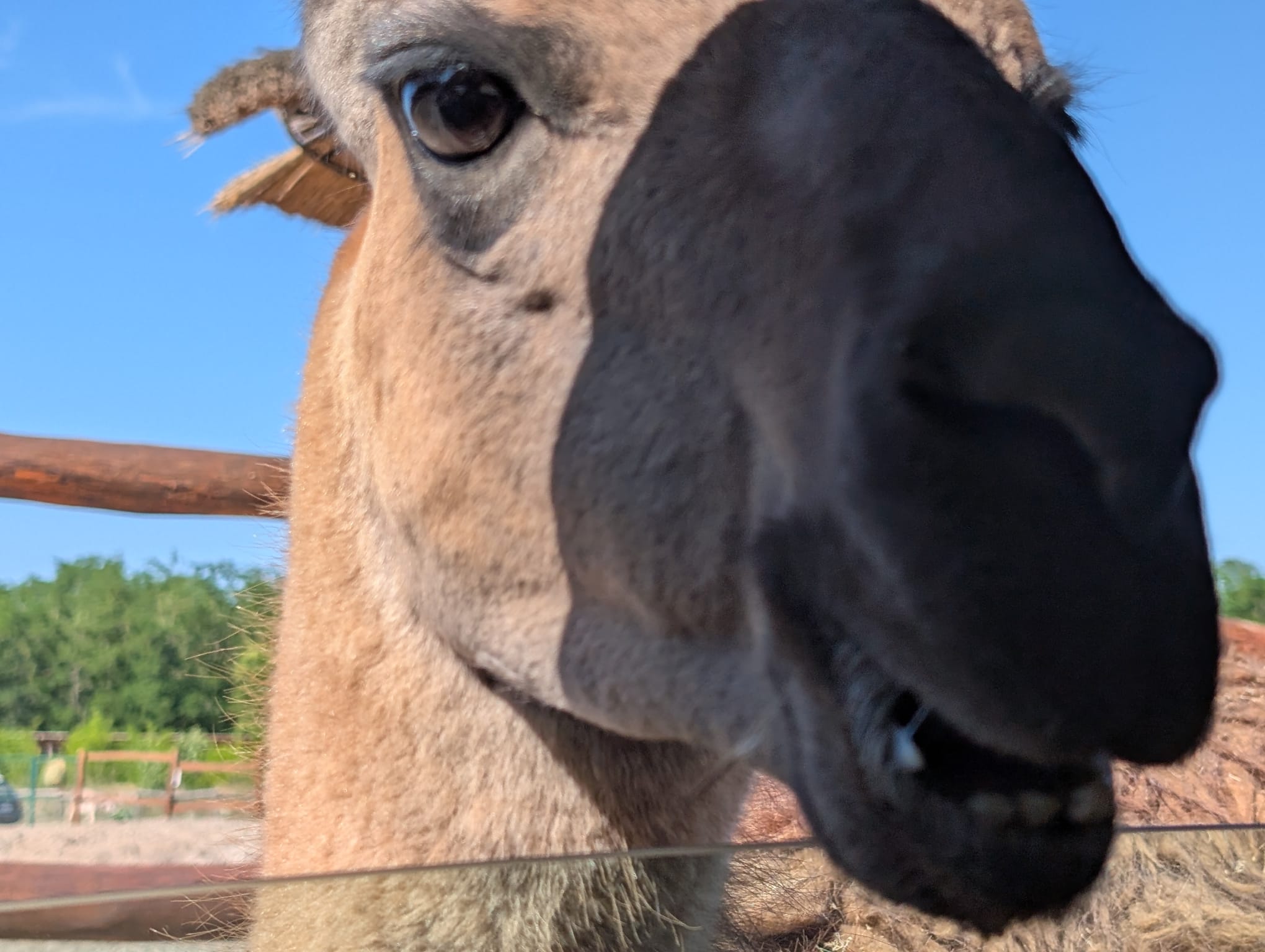 safari richter park (13)