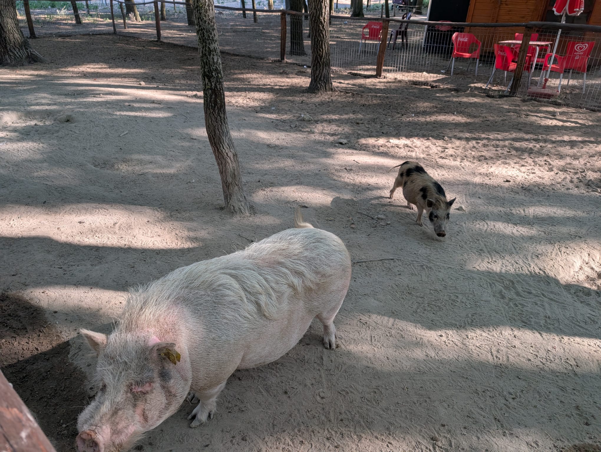 safari richter park (19)