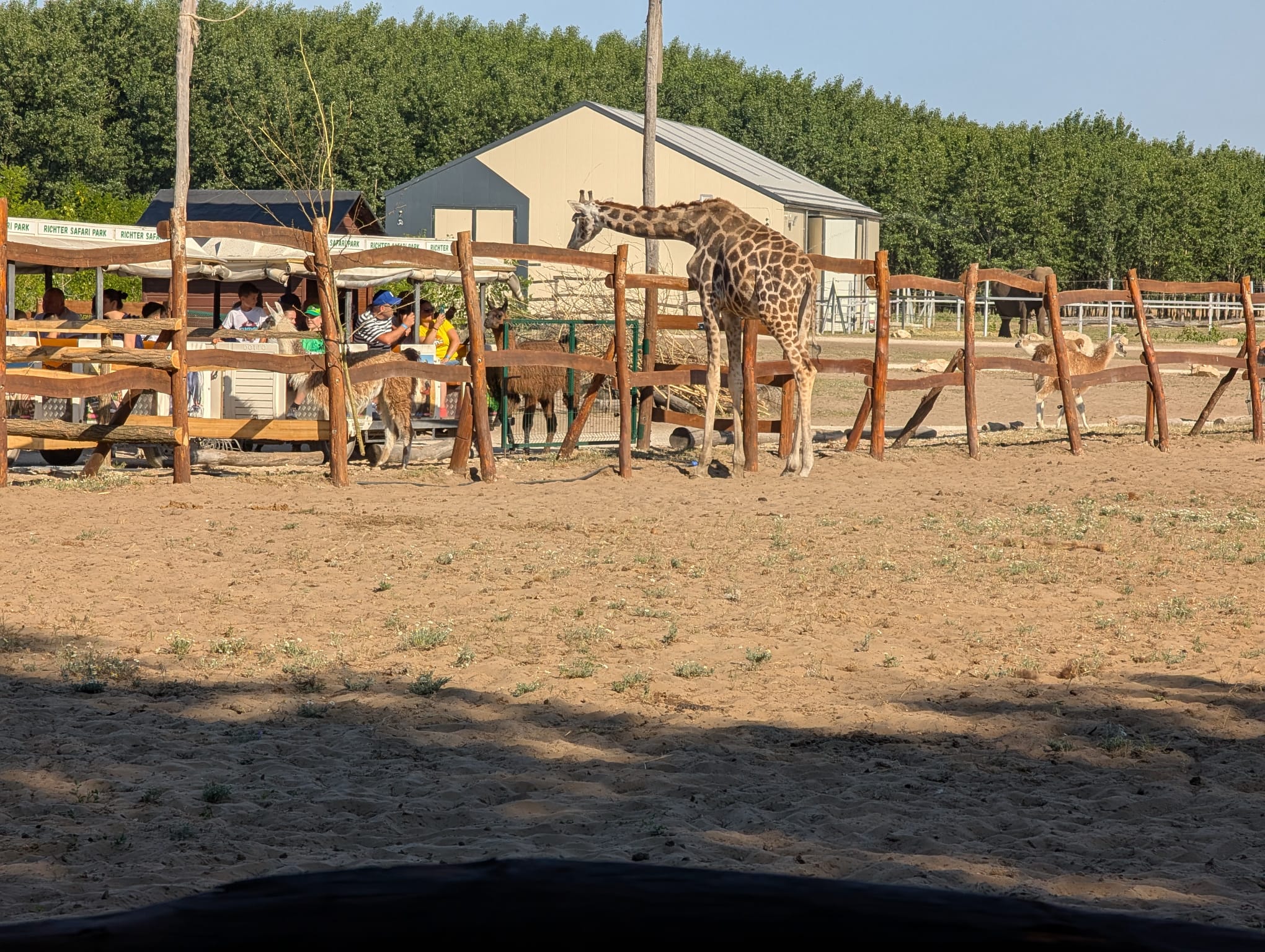 safari richter park (20)