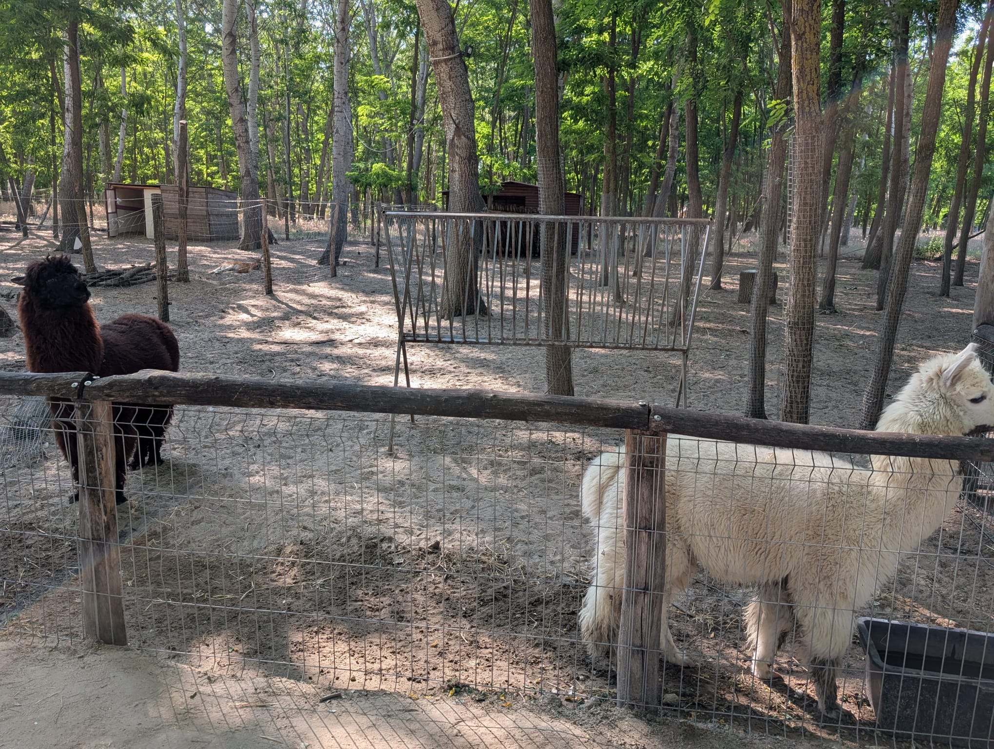 safari richter park (22)