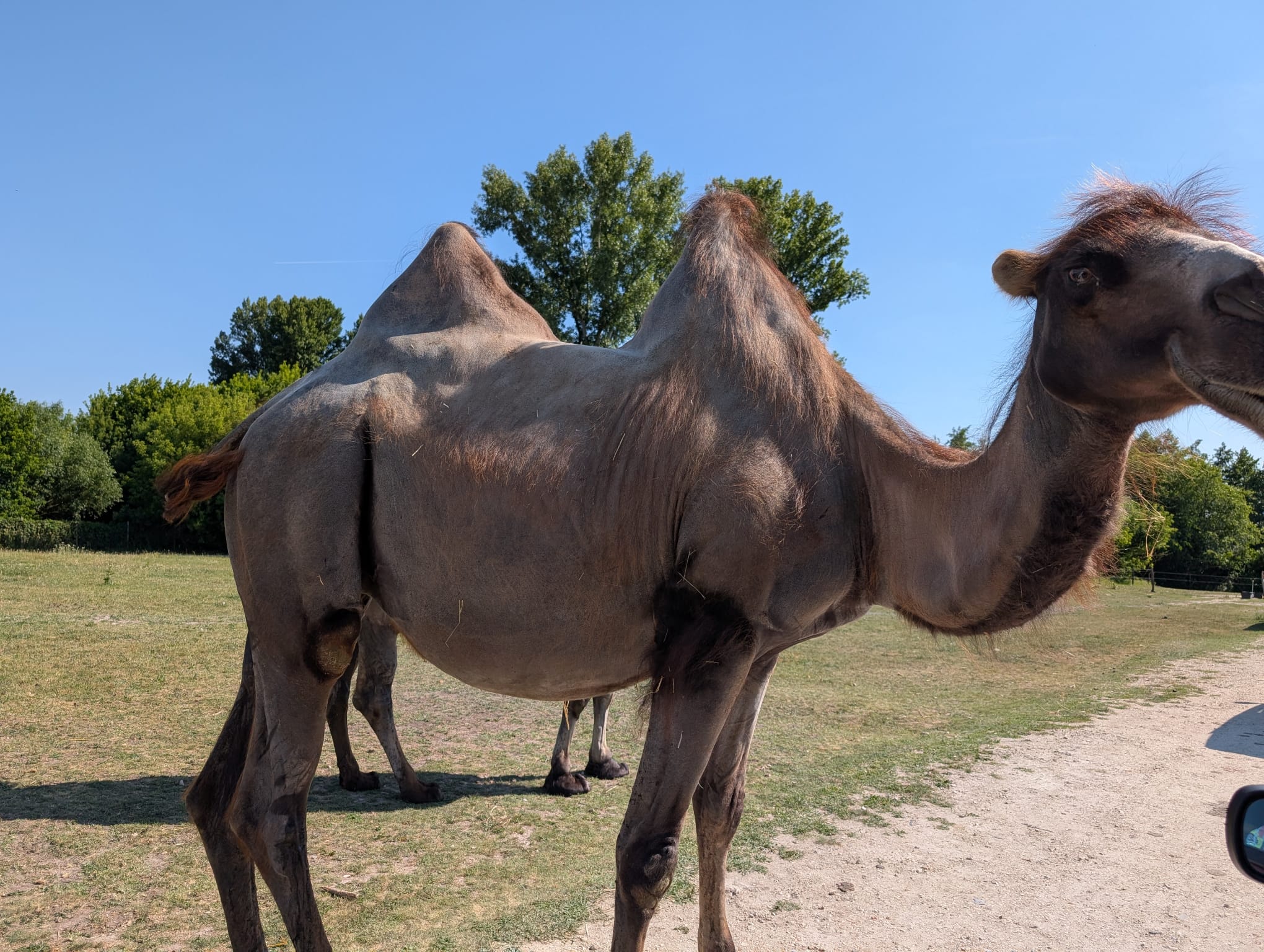 safari richter park (26)