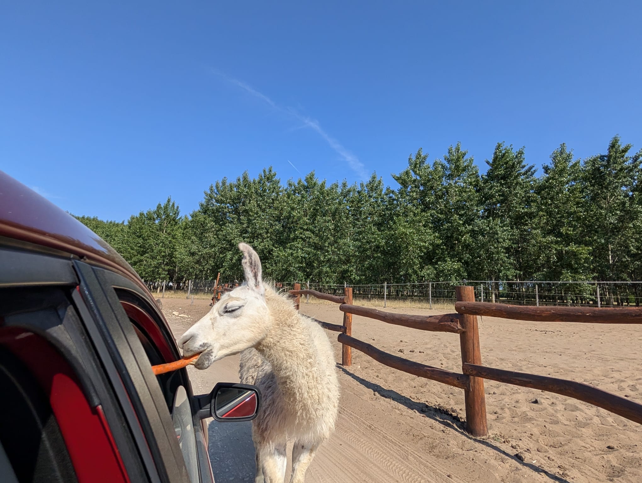 safari richter park (38)