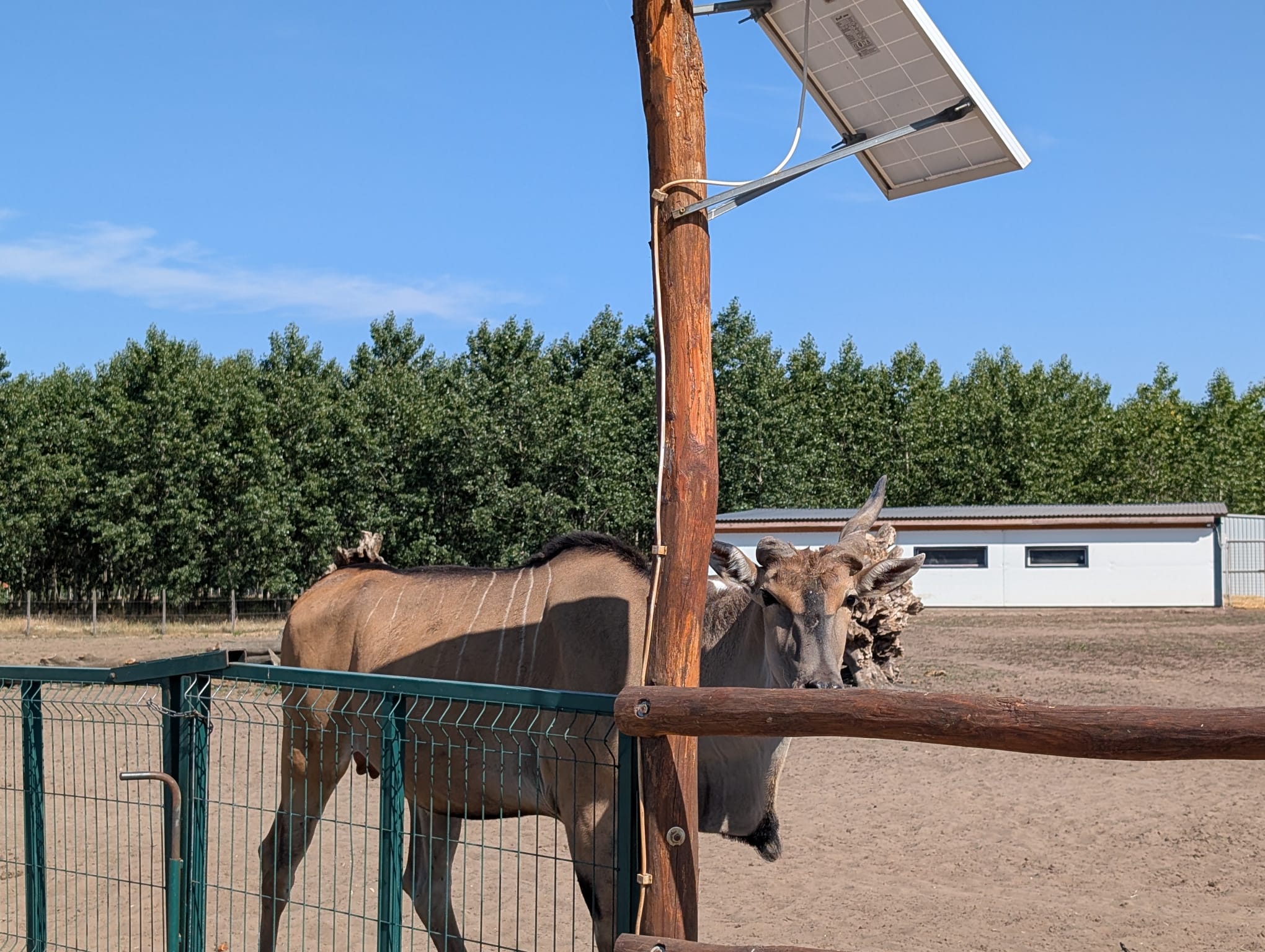 safari richter park (40)