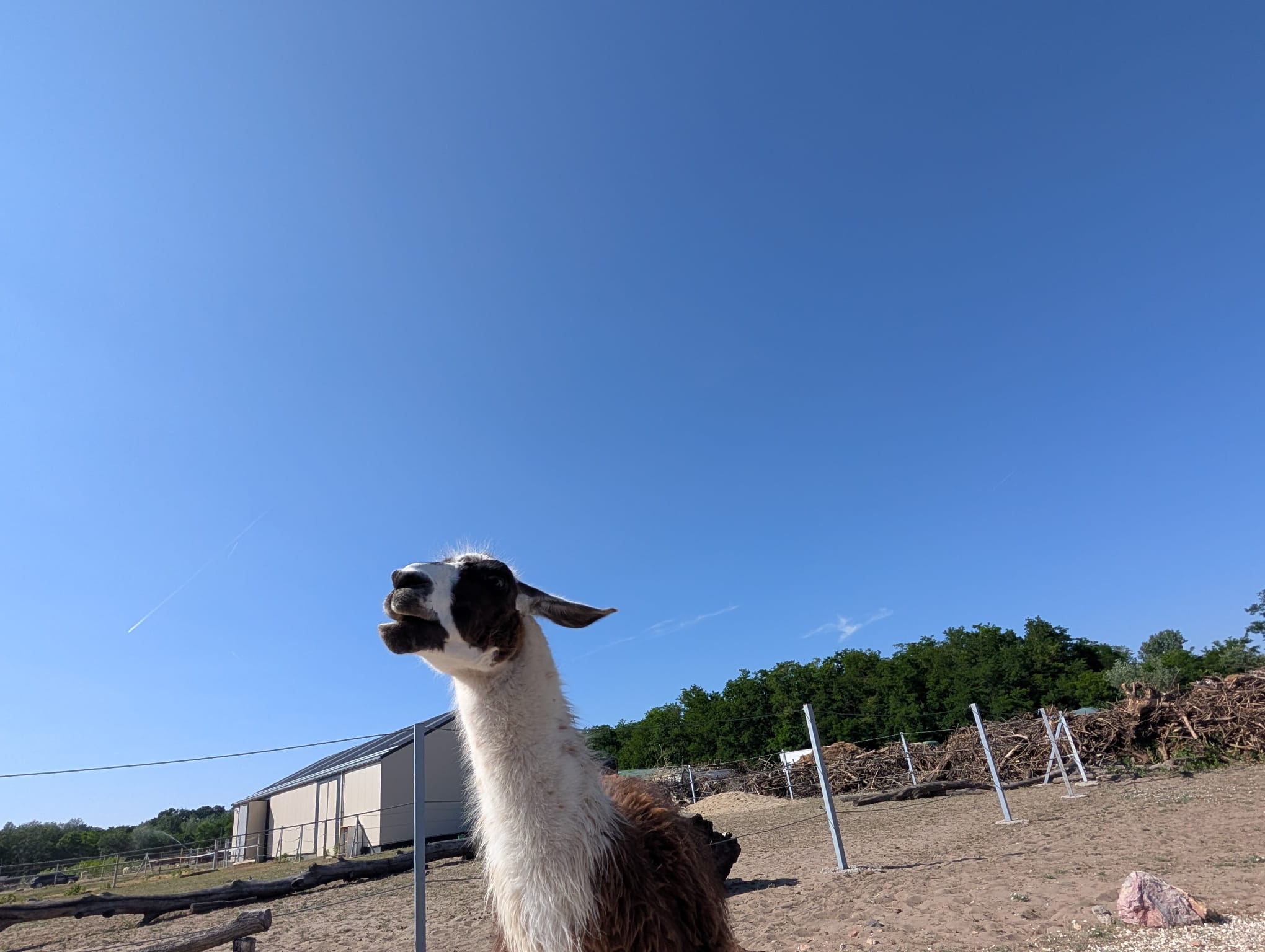 safari richter park (47)