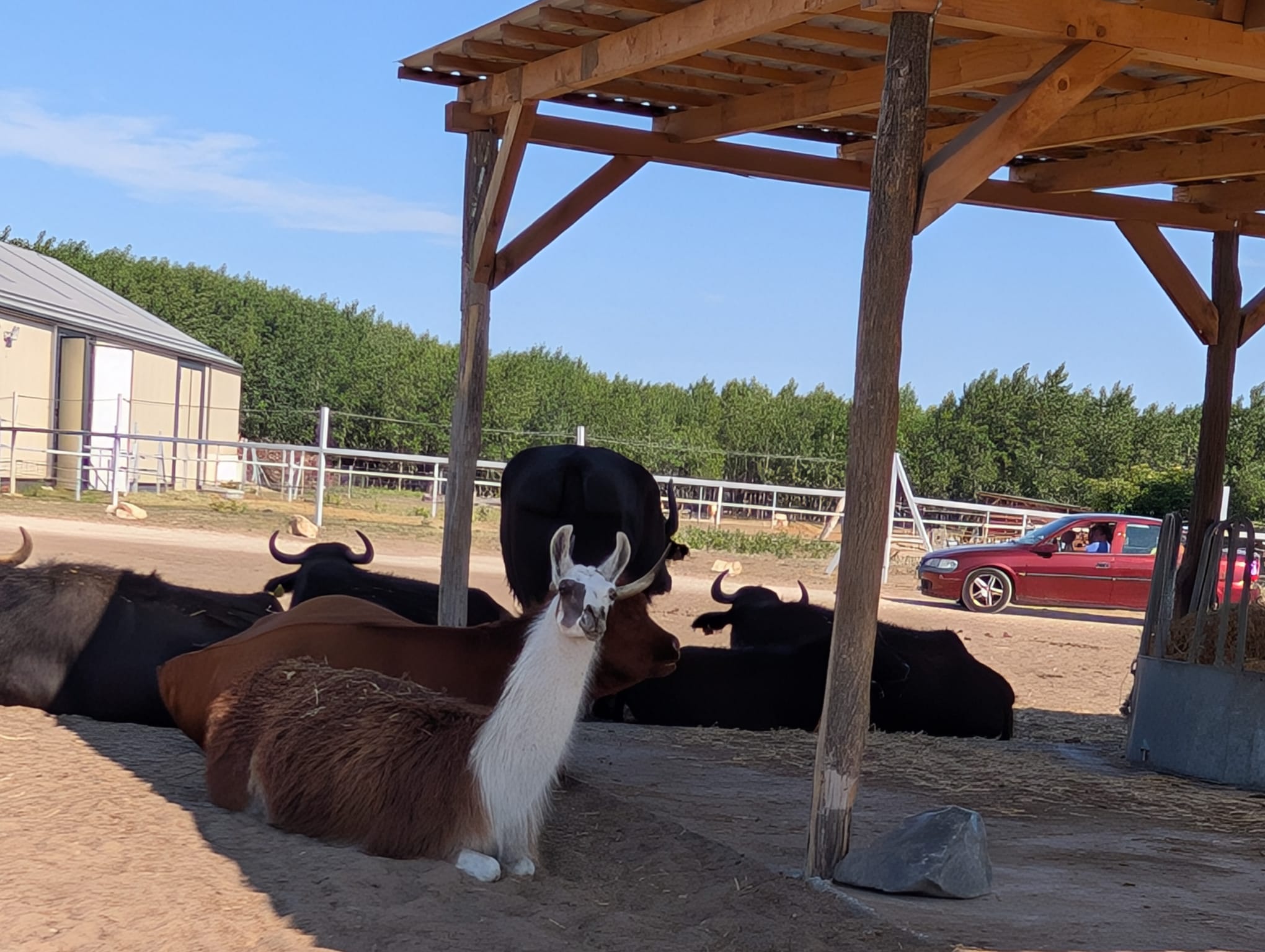 safari richter park (50)