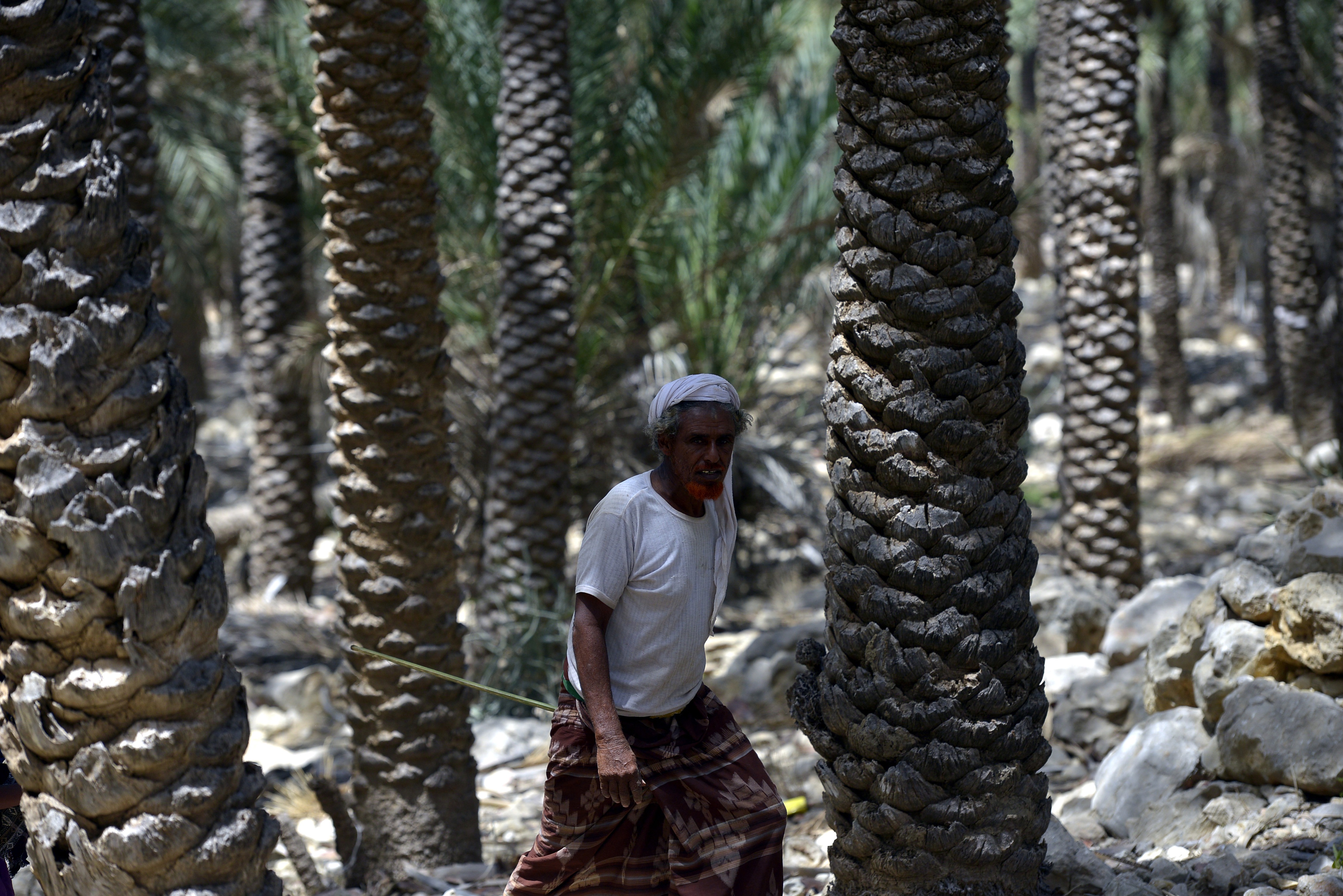 Yemen Socotra island