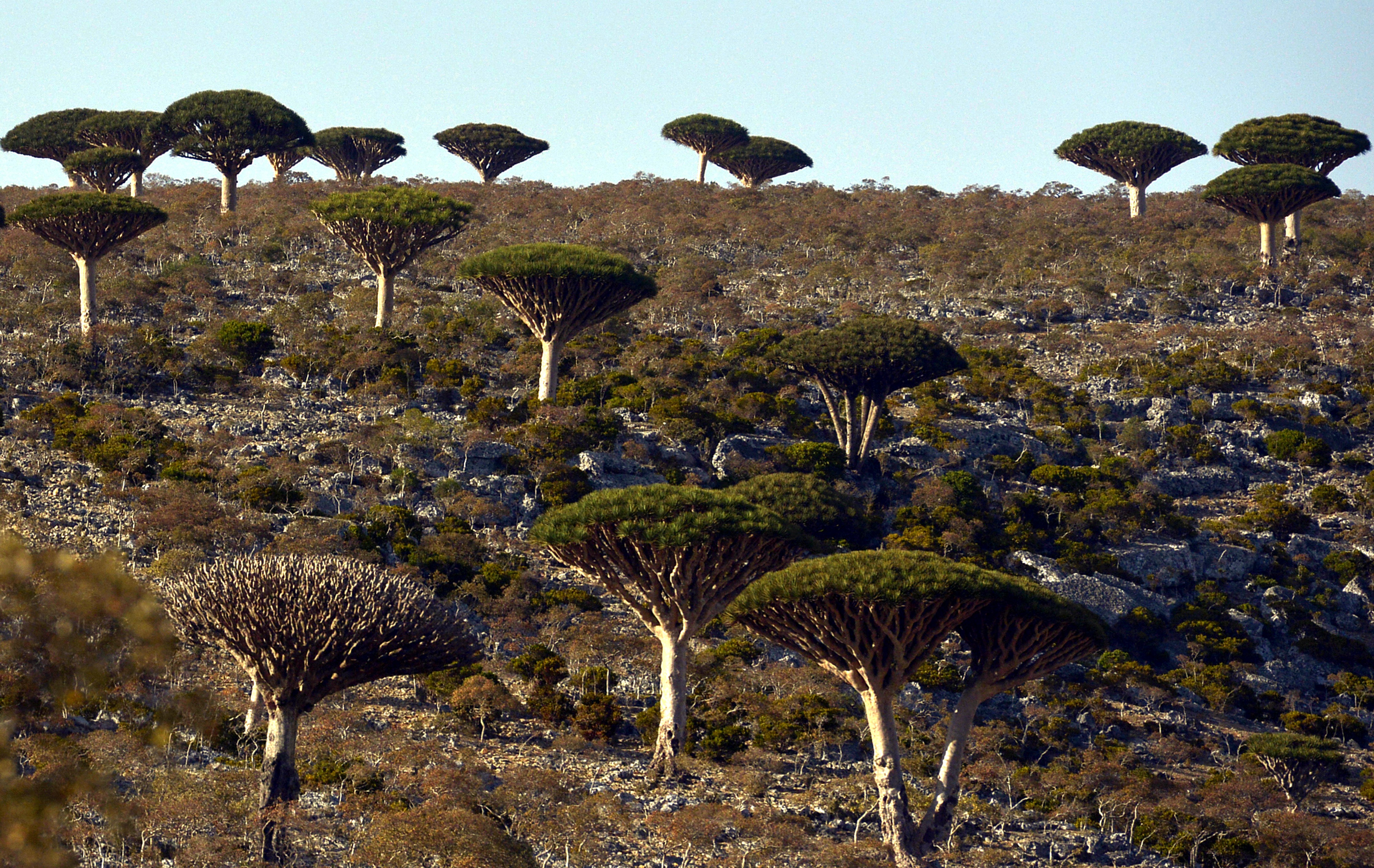 Dragon blood tree on the island of Socotra