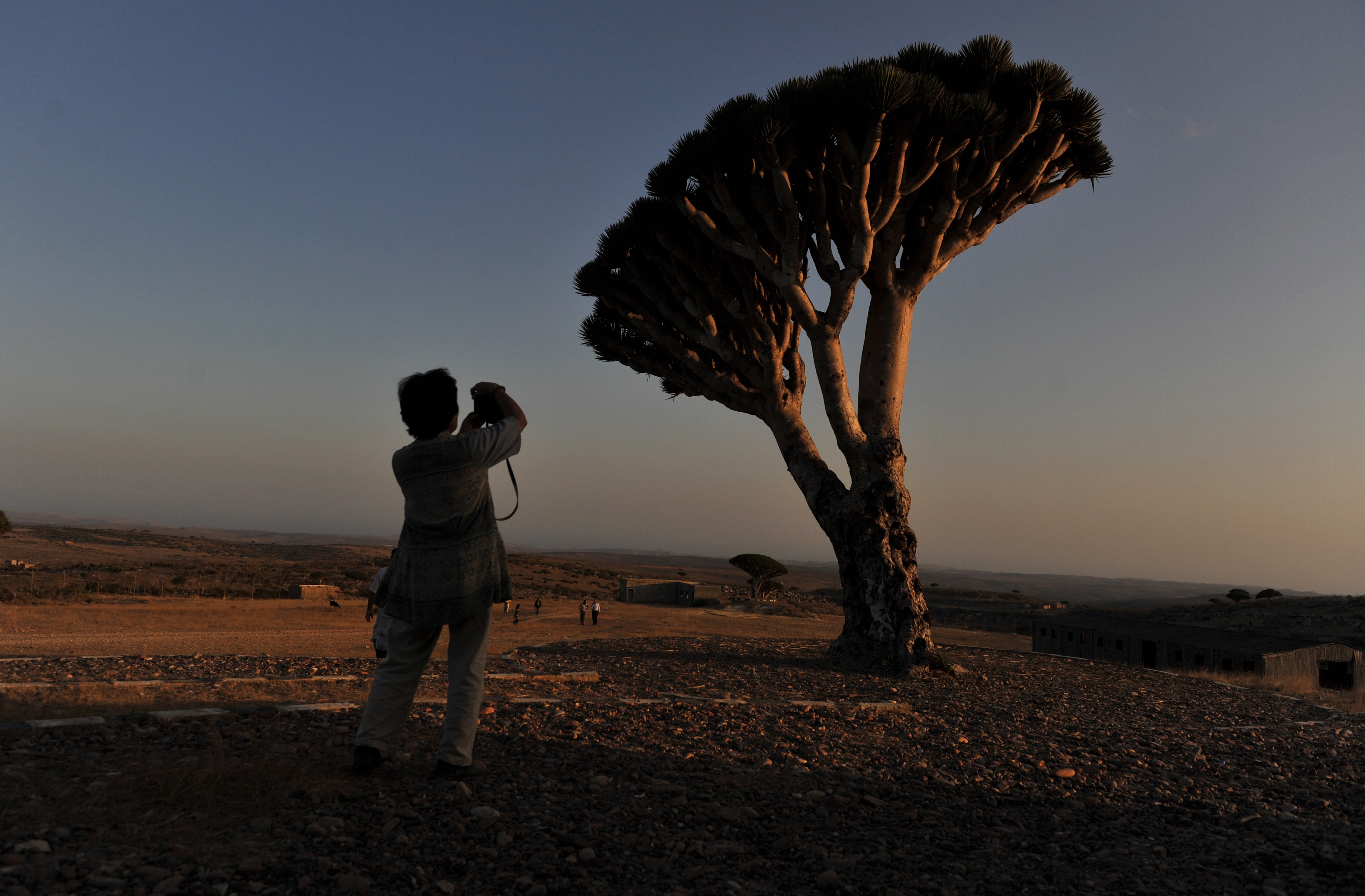 Dragon blood tree on the island of Socotra
